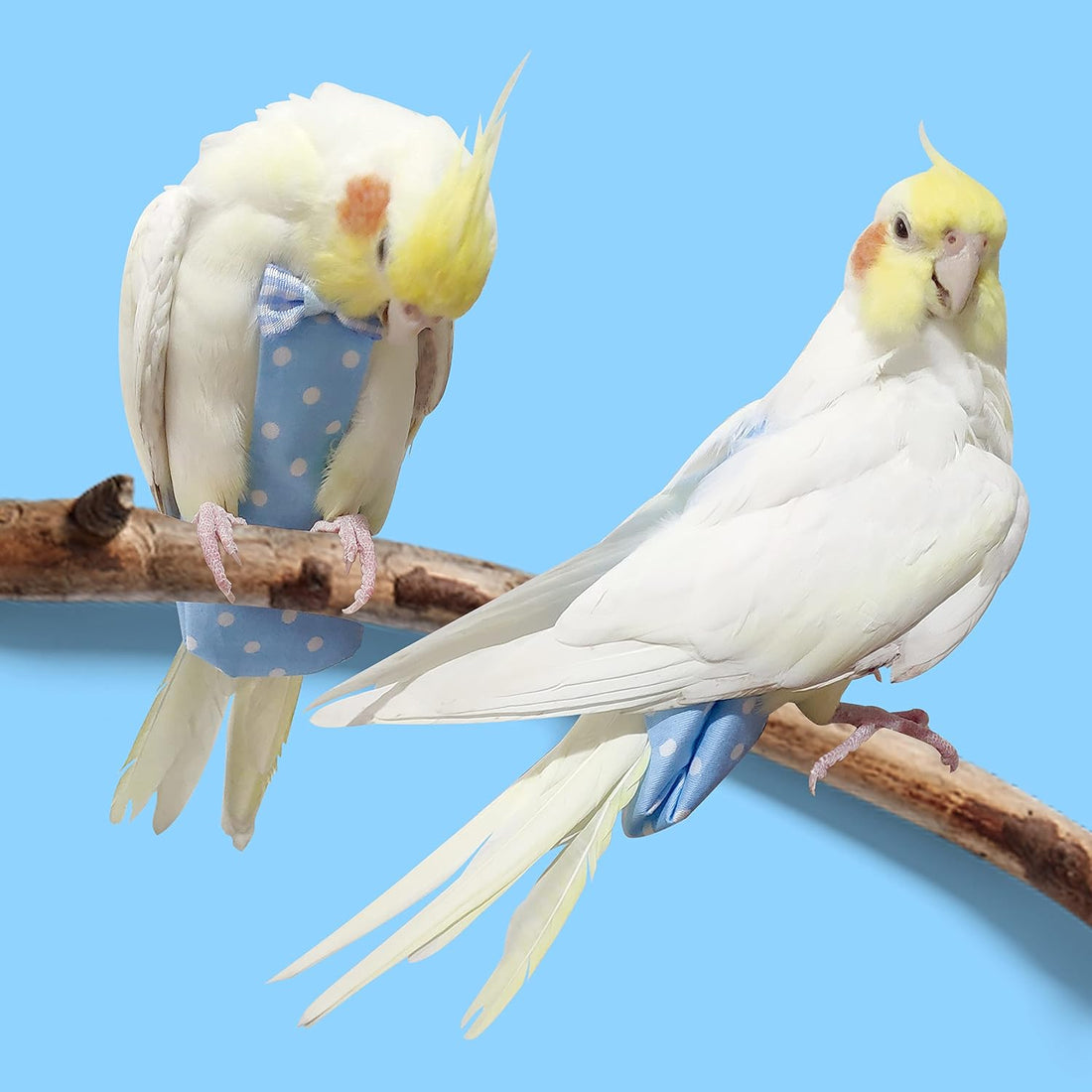 VANFAVORI Bird Diaper Flight Suit with 80-inch Leash Rope, M Size