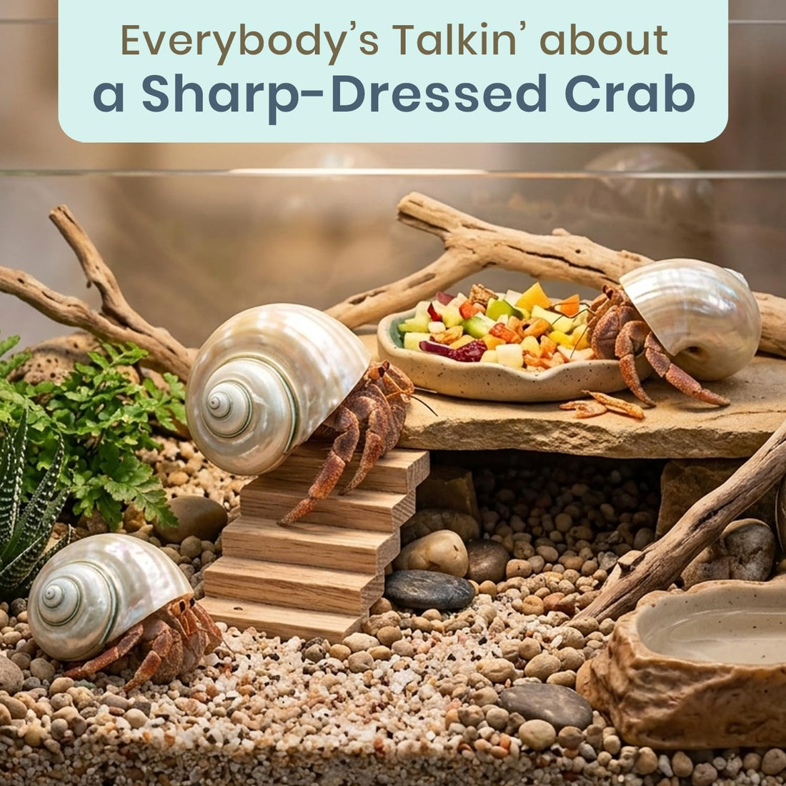 Hermit Crab Shells | Turbo Shells