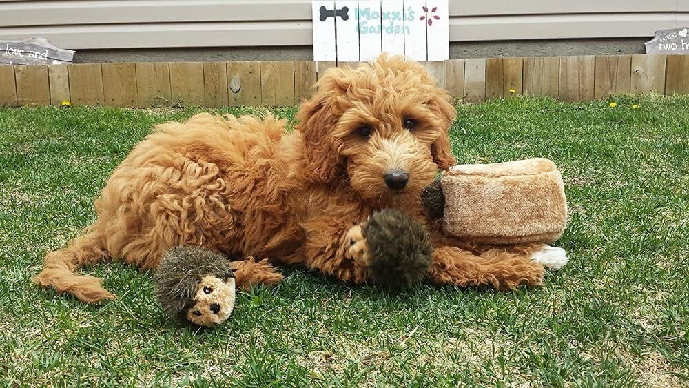 ZippyPaws Burrow Interactive Dog & Puppy Toys for Boredom