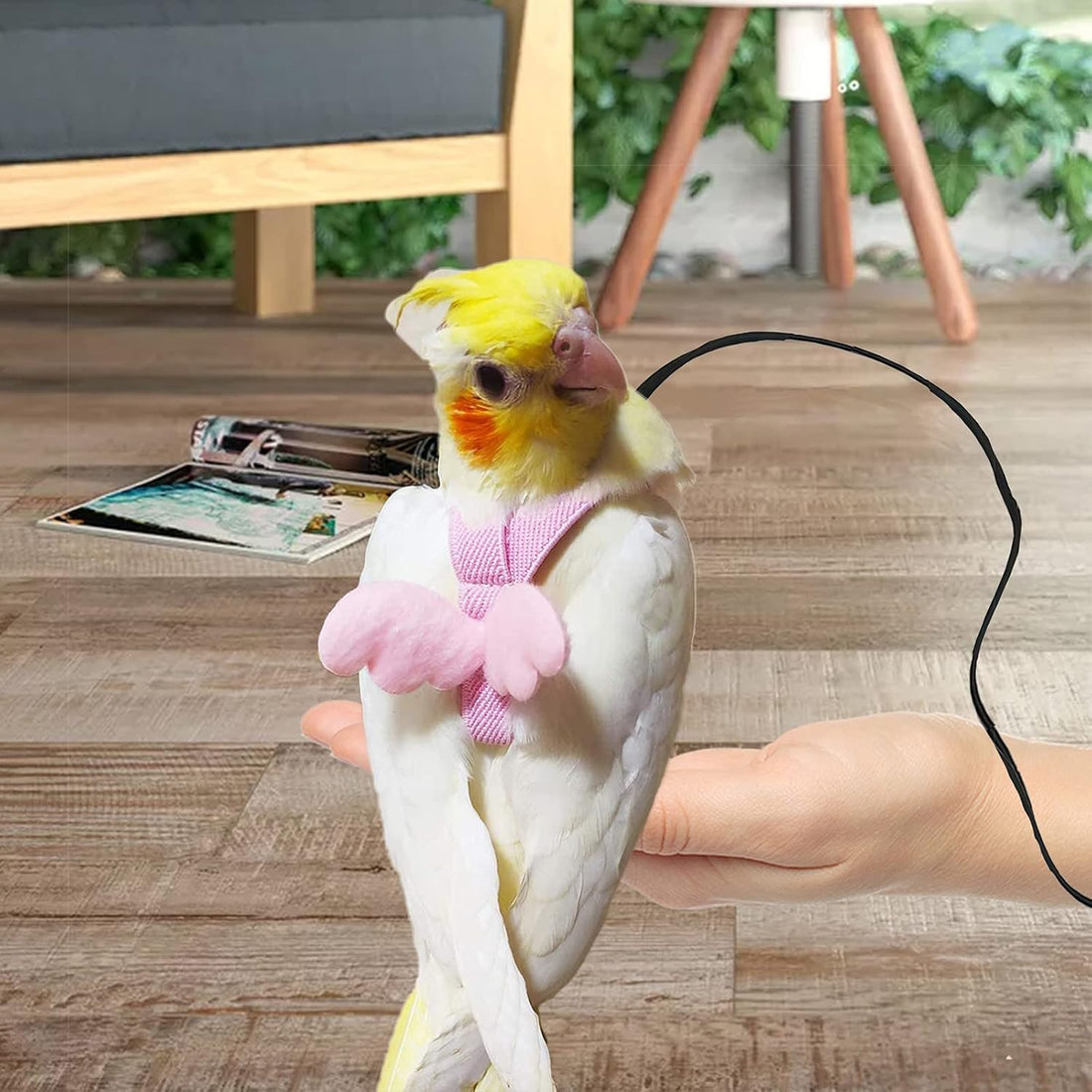 Dnoifne Parrot Harness and Leash, Adjustable Training Design Anti-Bite