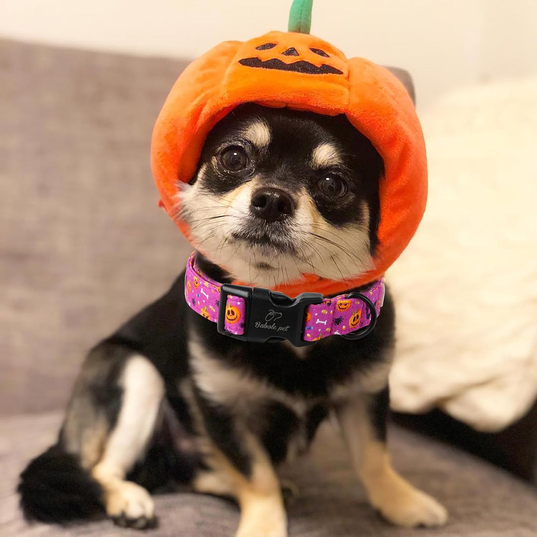 Halloween Dog Collar, Purple Pumpkin Bat Print Puppy Collar