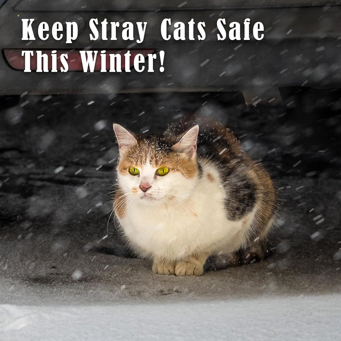 Kiroto Outdoor Pet Heating Pad for Cat Dog