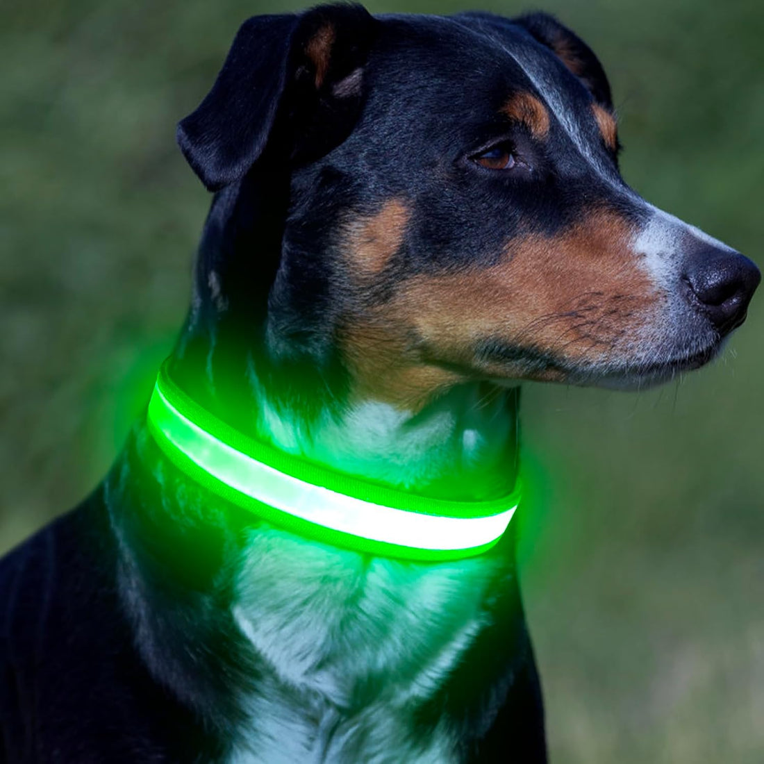 VIZPET LED Dog Collar, Light up Dog Collar Adjustable Safety Glow