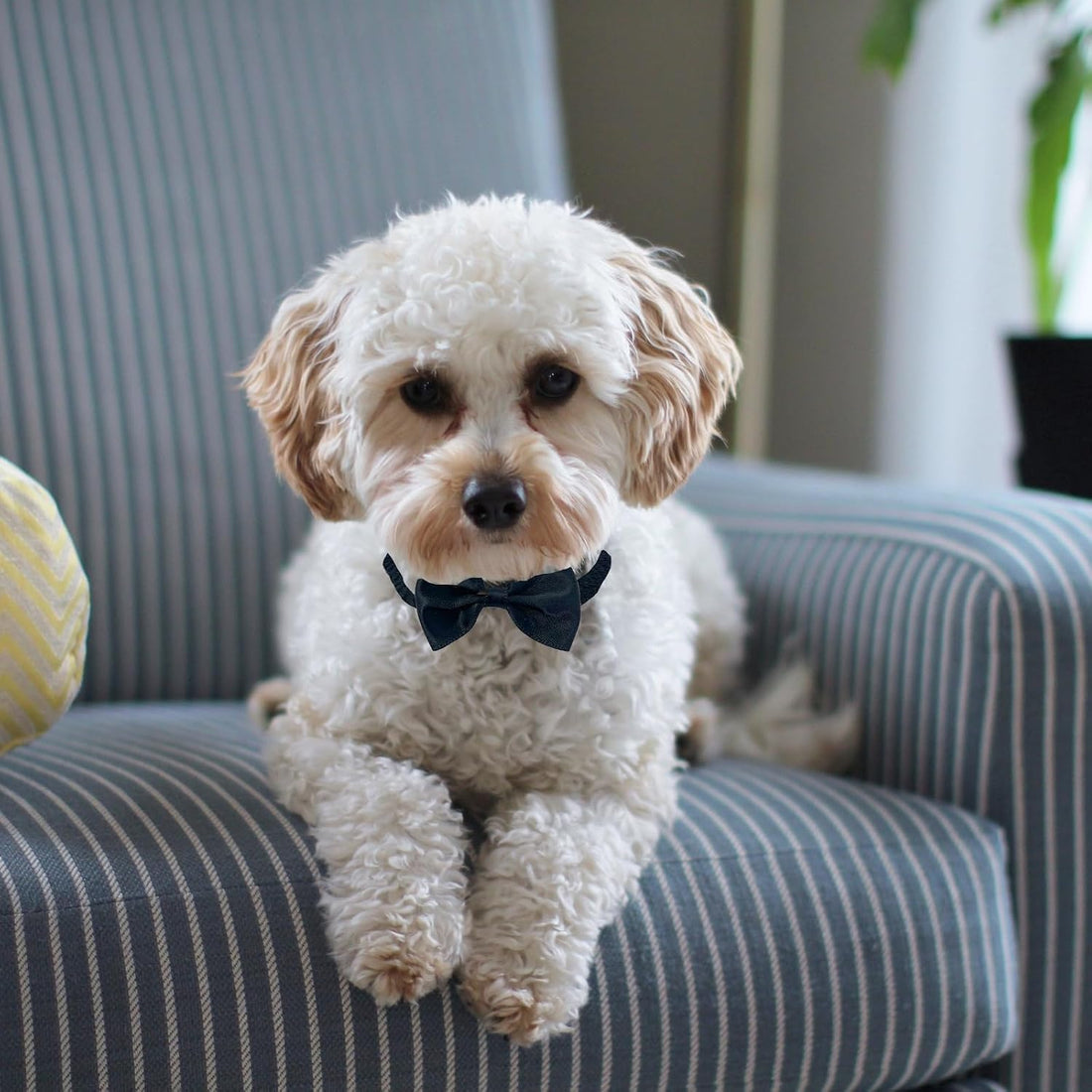 6-Pack Bow Ties for Chickens, Birds, Hamsters & Small Animals