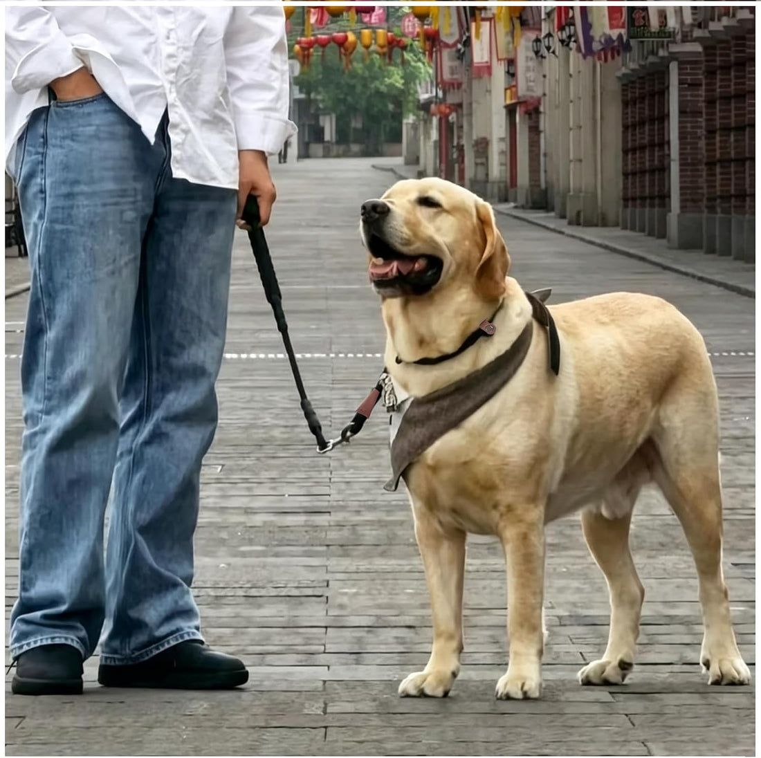 MayPaw Slip Collar Nylon Rope Adjustable Collar for Dog Training- No