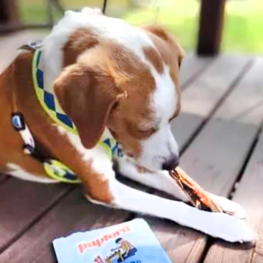Pupford Standard Beef Tendon Chews for Dogs & Puppies