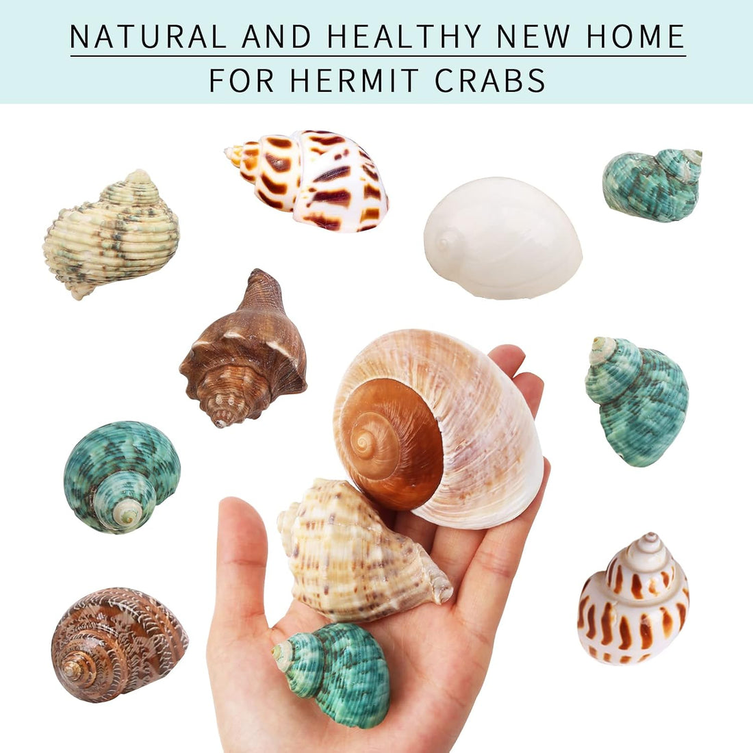 12PCS Hermit Crab Shells Medium and Large Growth Turbo Seashells