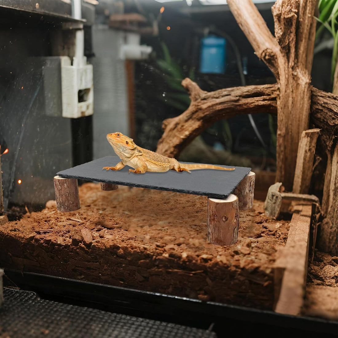 Bearded Dragon Basking Platform