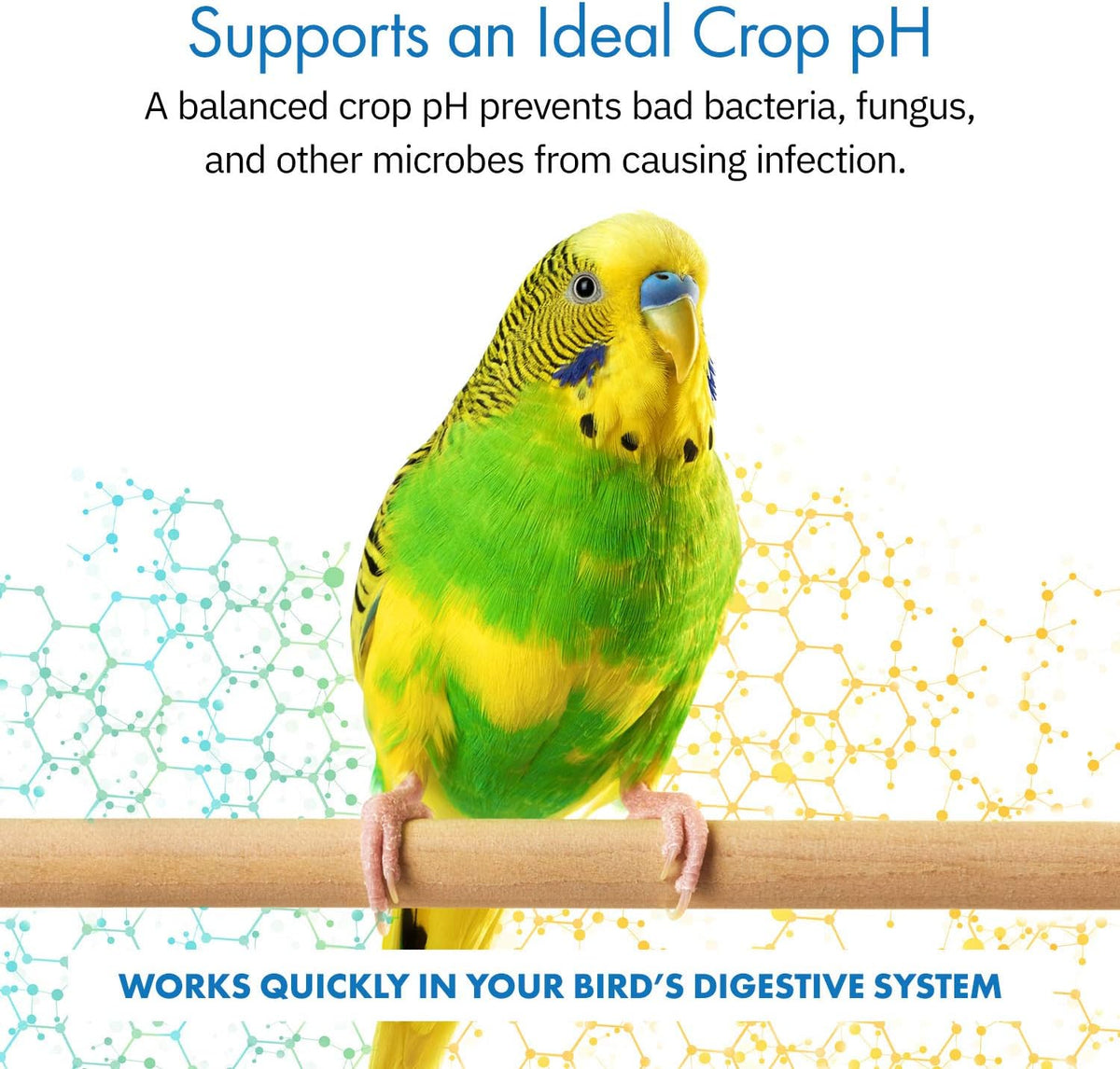 Equa Holistics HealthyGut™ Avian Probiotics Dietary Supplement