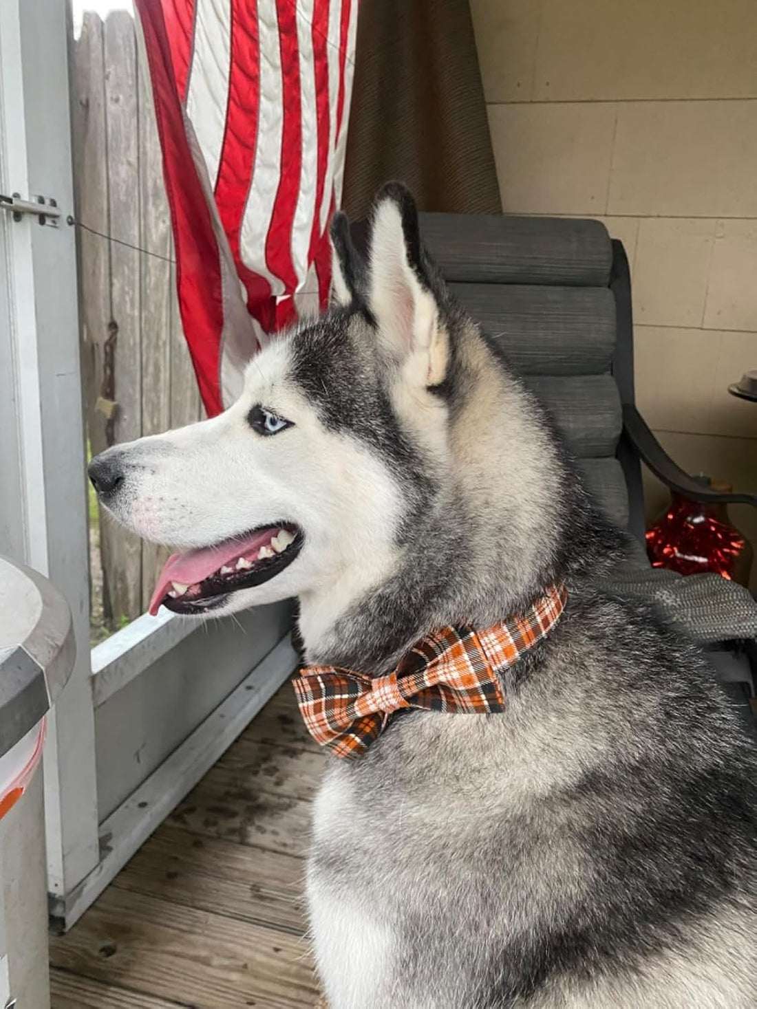 Lionet Paws Halloween Dog Collar with Bowtie