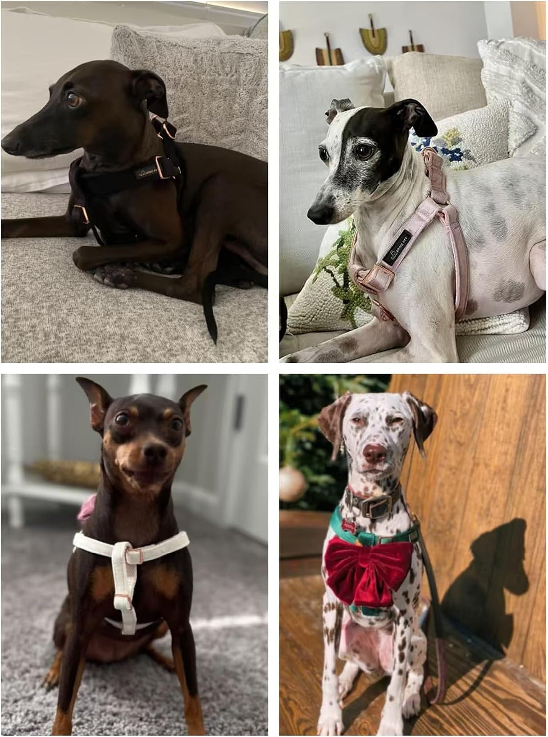 ARING PET Dog Halter Harness, Velvet Dog Harness