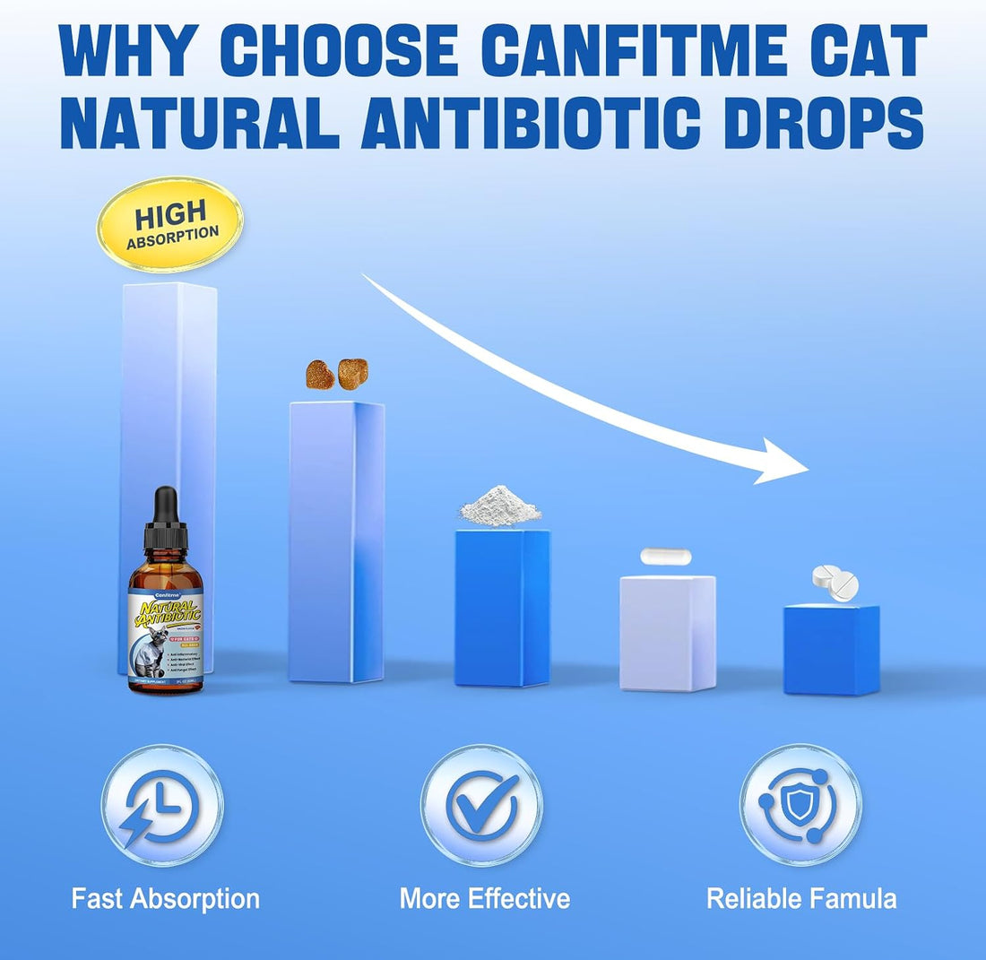 Cat Antibiotic for Infections, UTIs, Respiratory Moments, Cold