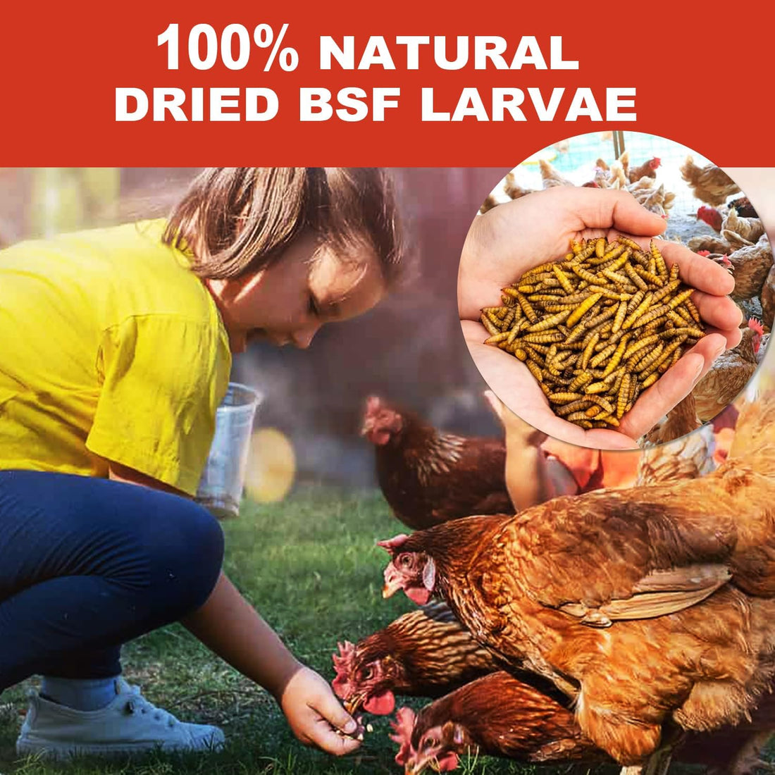 GOLDWORMS 10LB Dried Black Soldier Fly Larvae