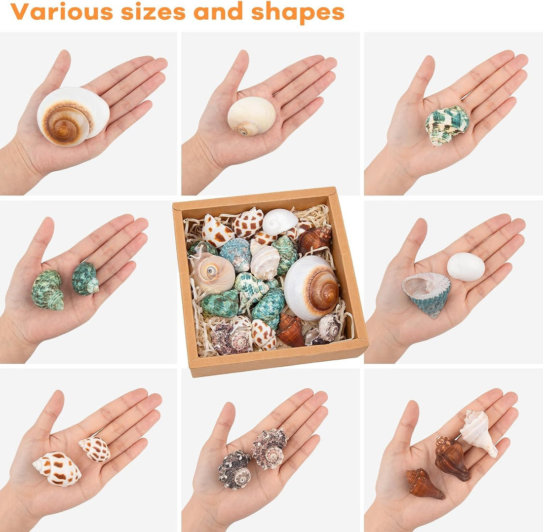21PCS Hermit Crab Shells 1.3"-3.2", Growth Turbo Seashells