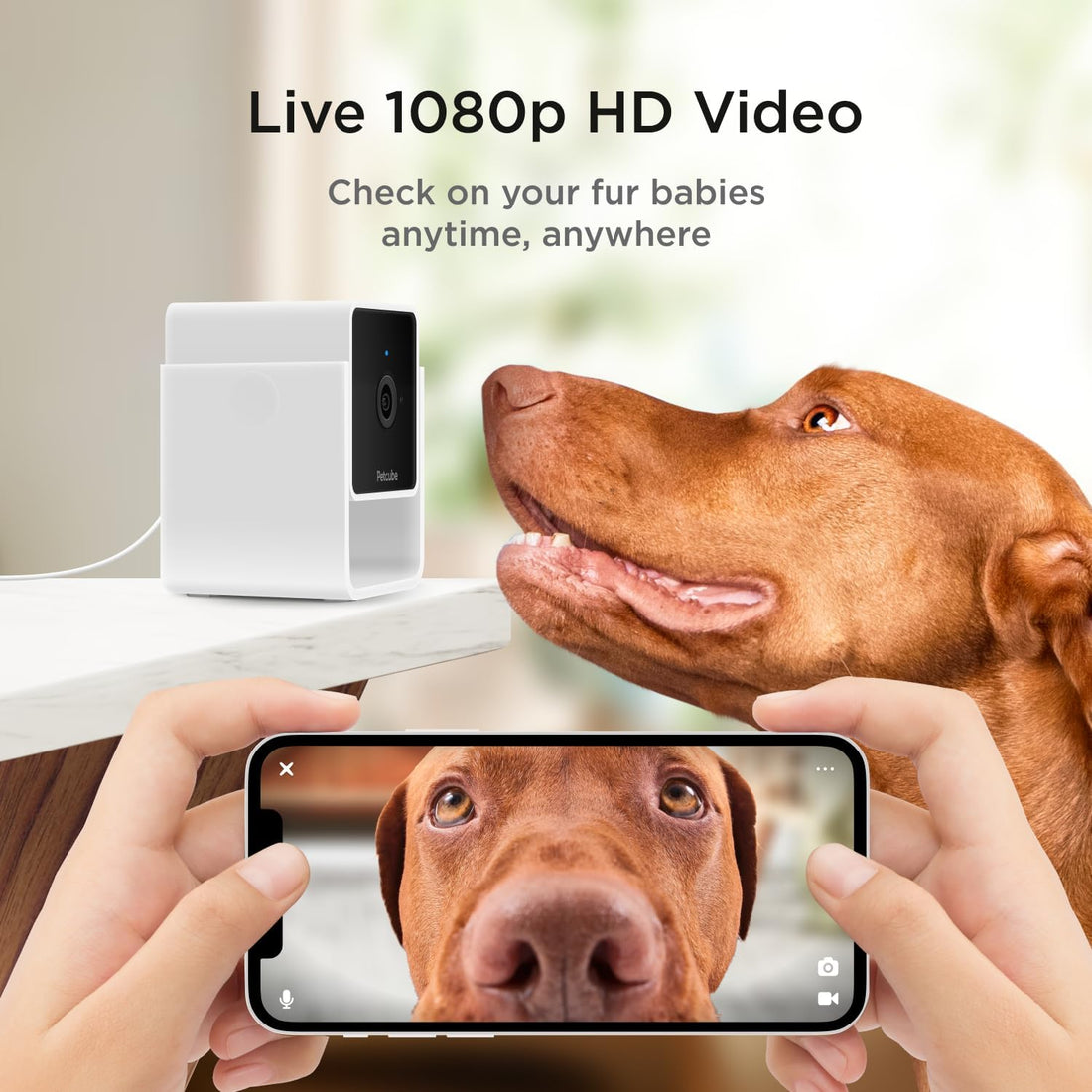 Petcube Cam | Indoor Wi-Fi Pet and Security Camera with Phone App