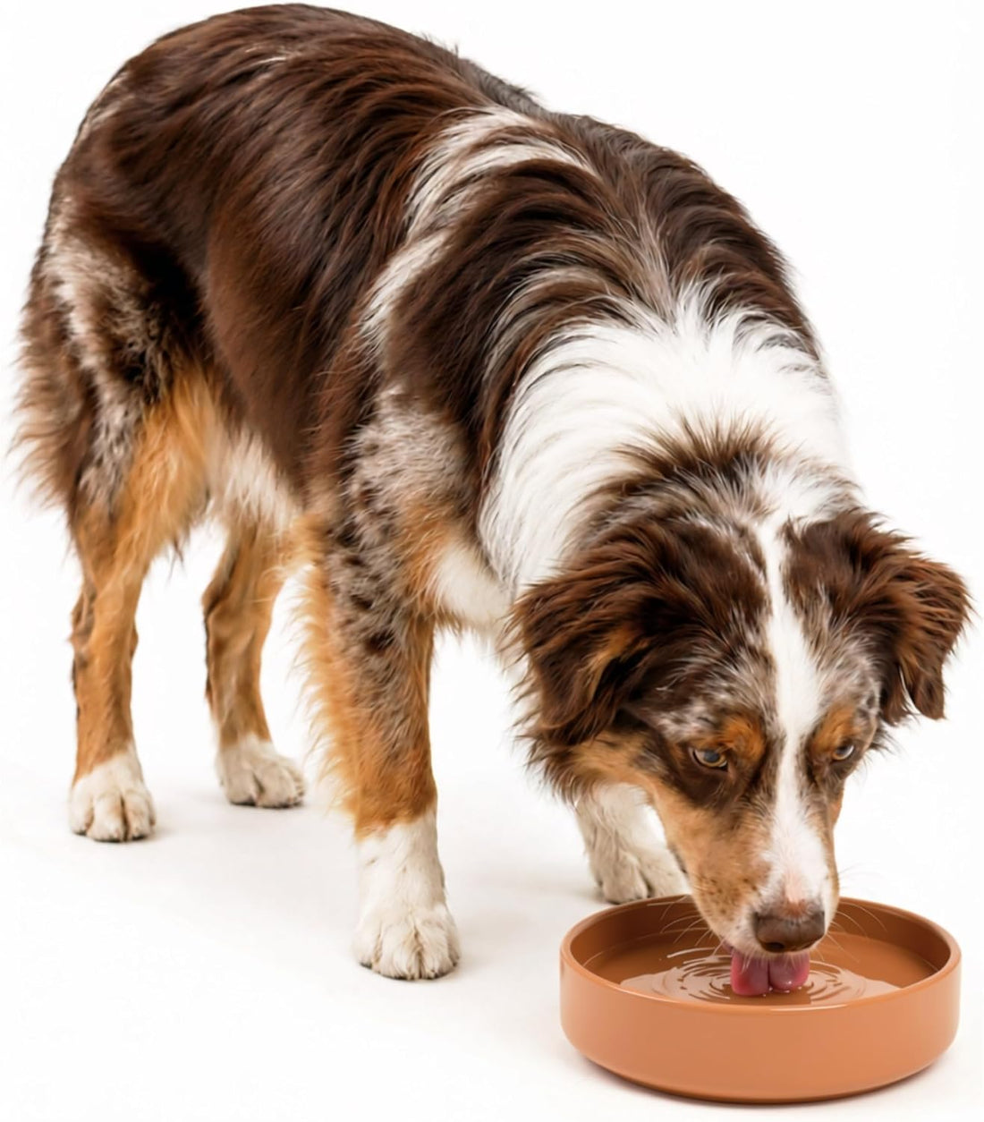The Perfect Dish - Silicone Dog Bowl for Food & Water, 6" x 1.25"