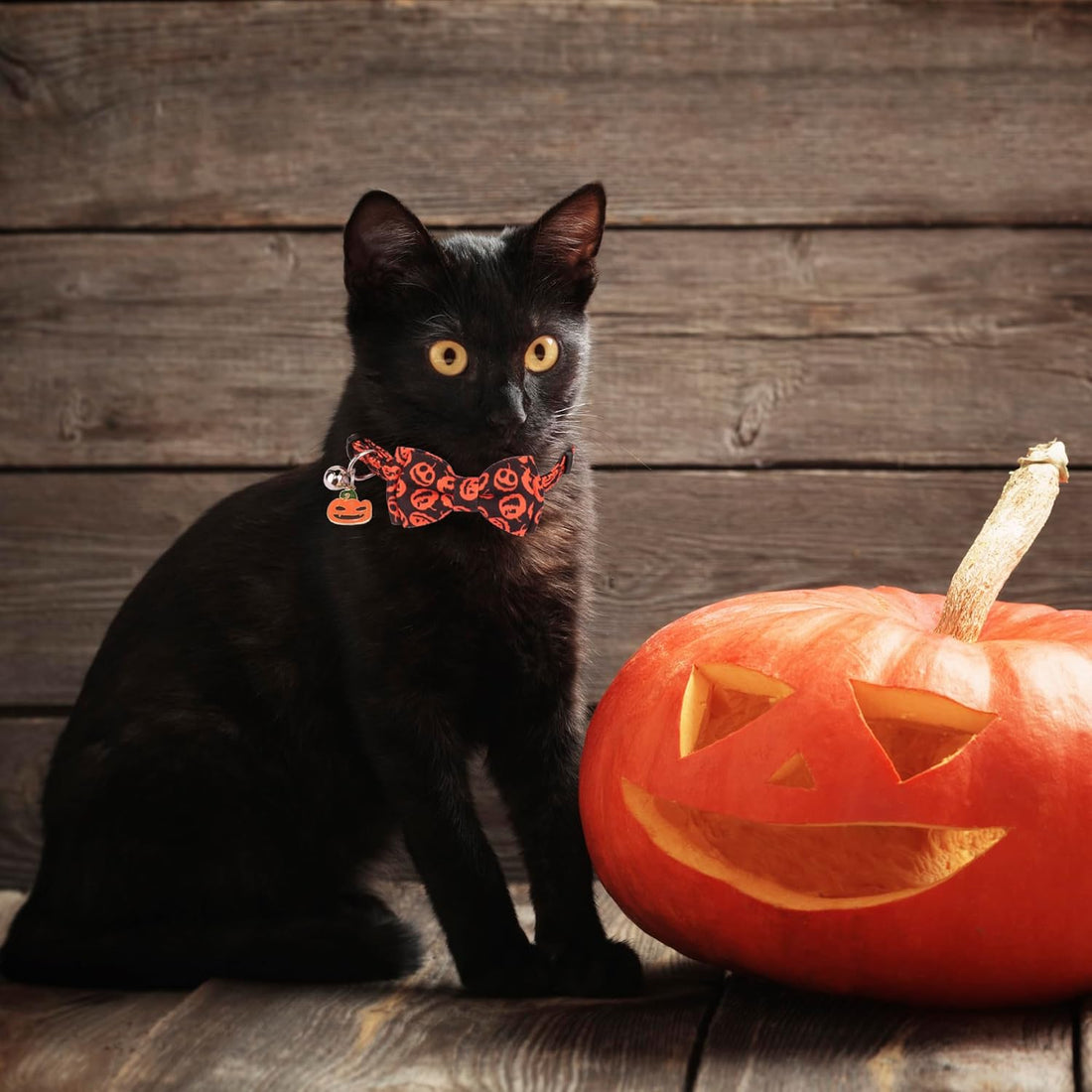 ADOGGYGO Halloween Cat Collar Breakaway