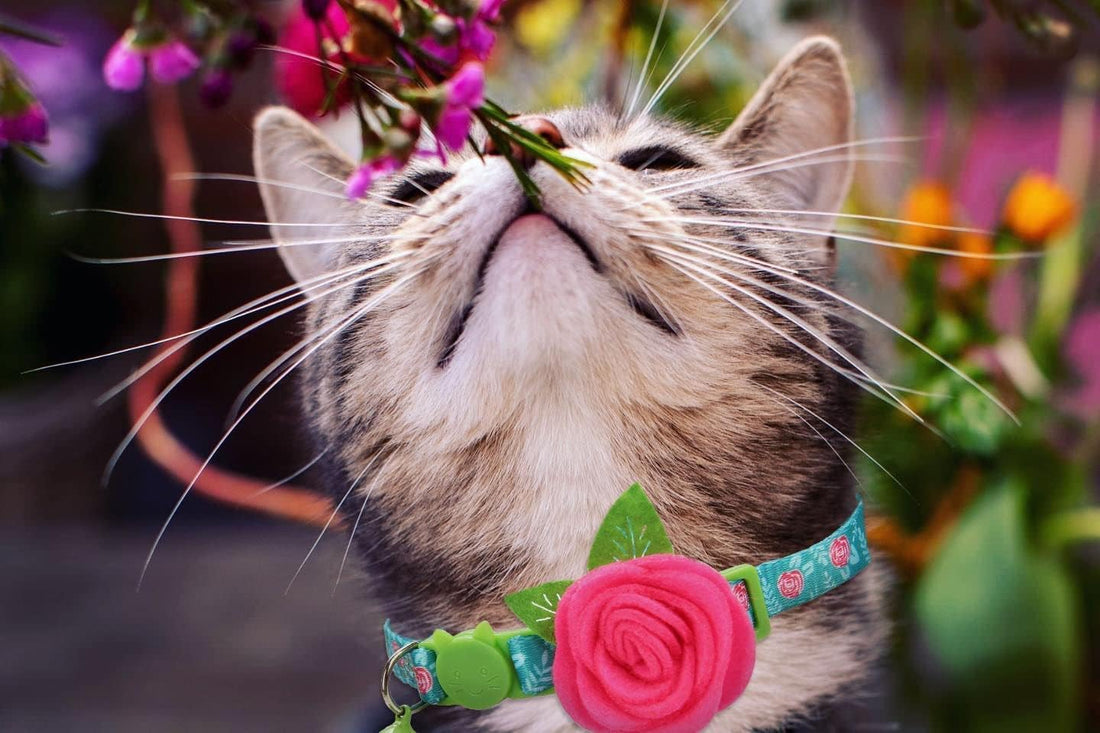 Cat Collar Breakaway with Bells