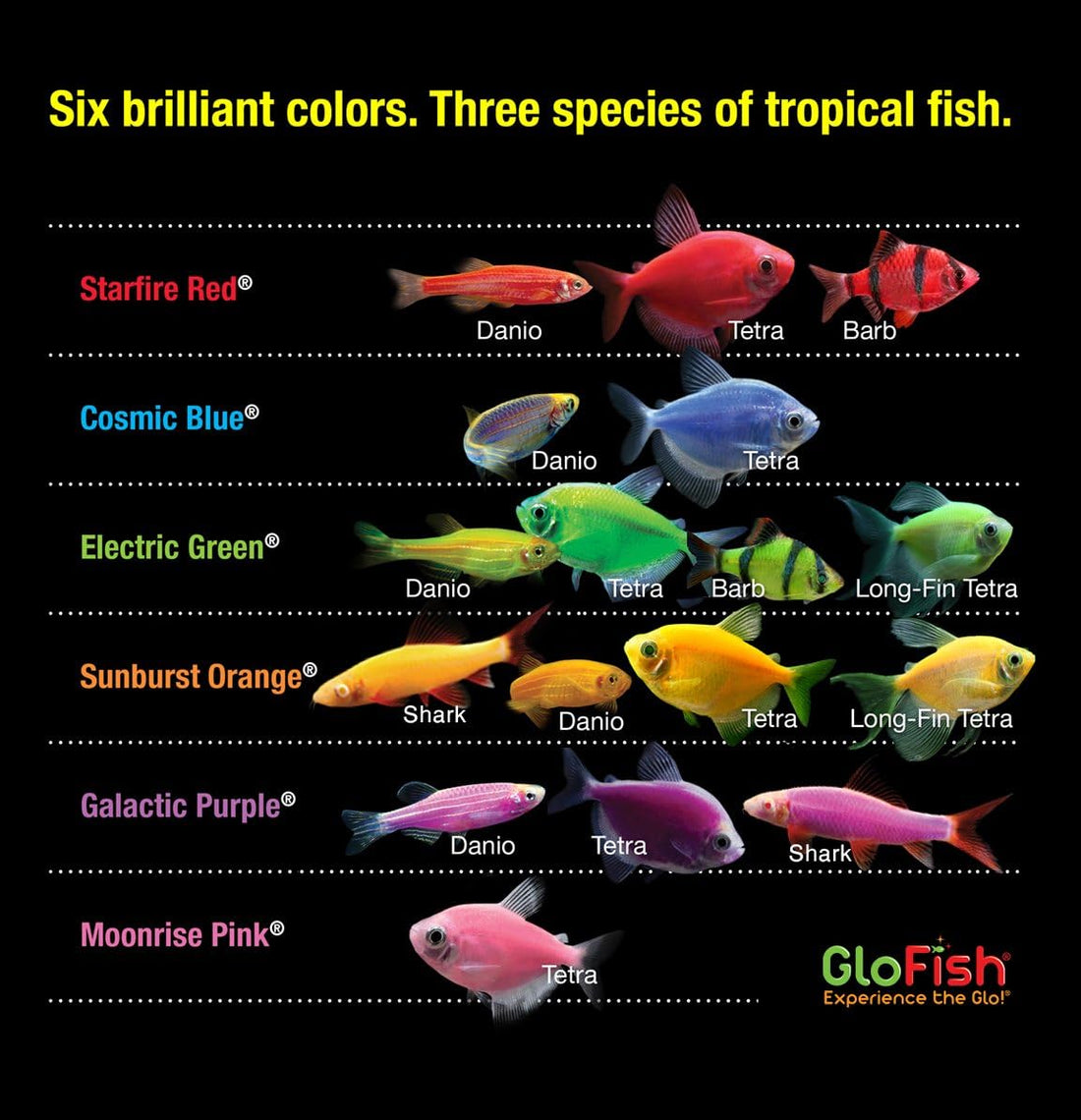 GloFish 20 Gallon Complete Fish Tank Kit