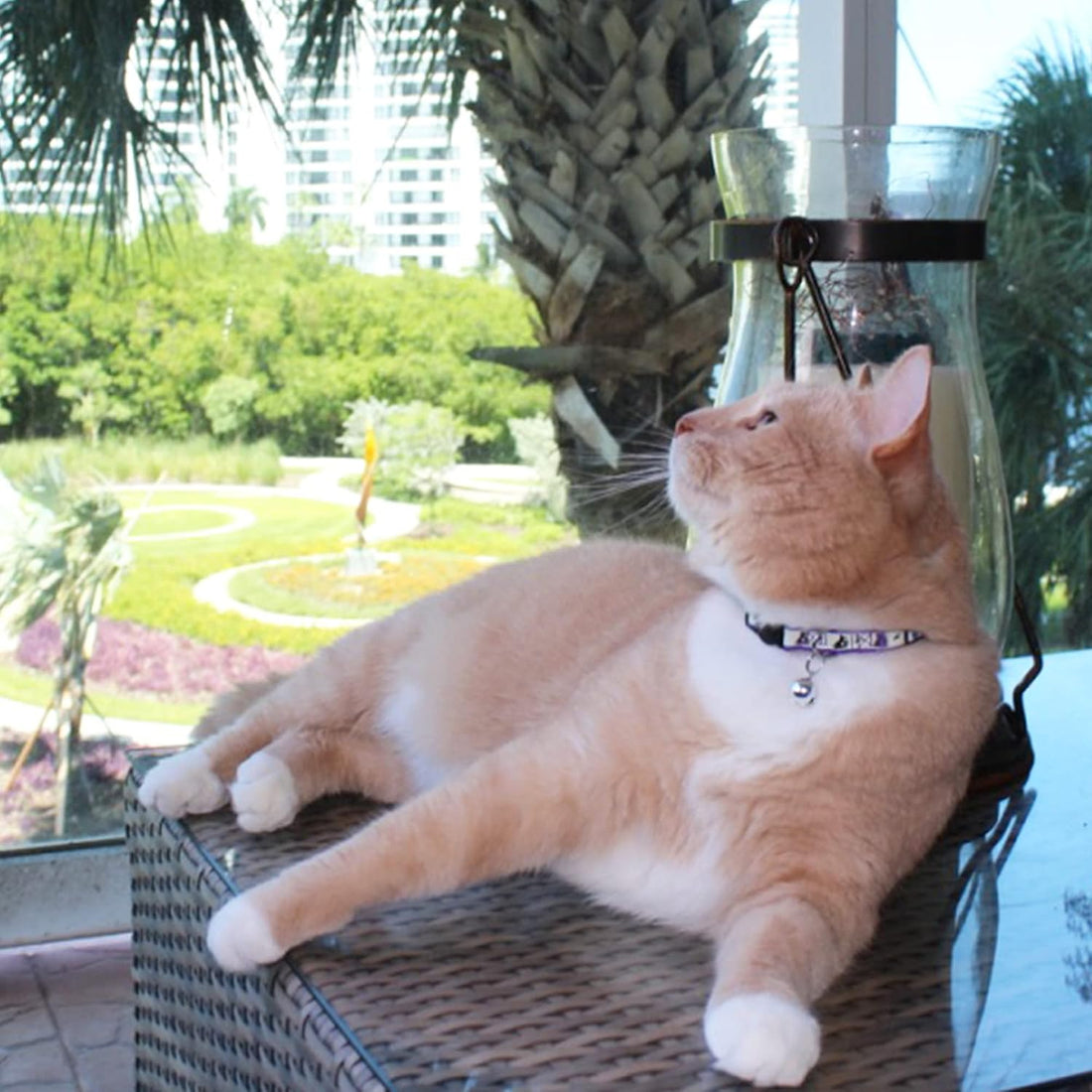 Pawtitas Glow in the Dark Cat Collar with Breakaway Safety Buckle