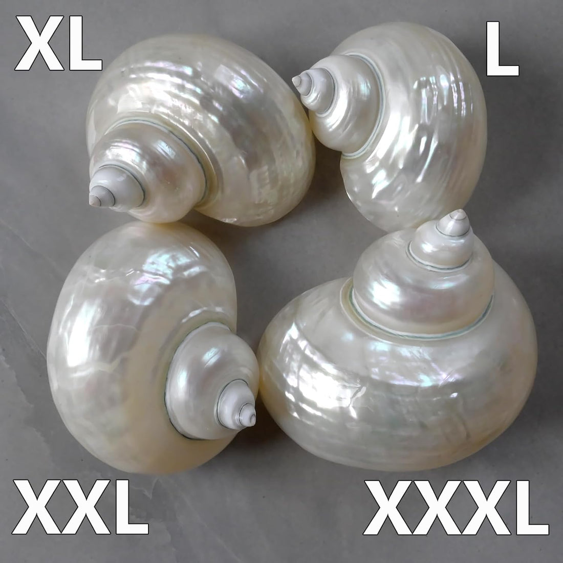 2pcs Large Hermit Crab Shells, Natural Big Turbo Seashells, White XXL