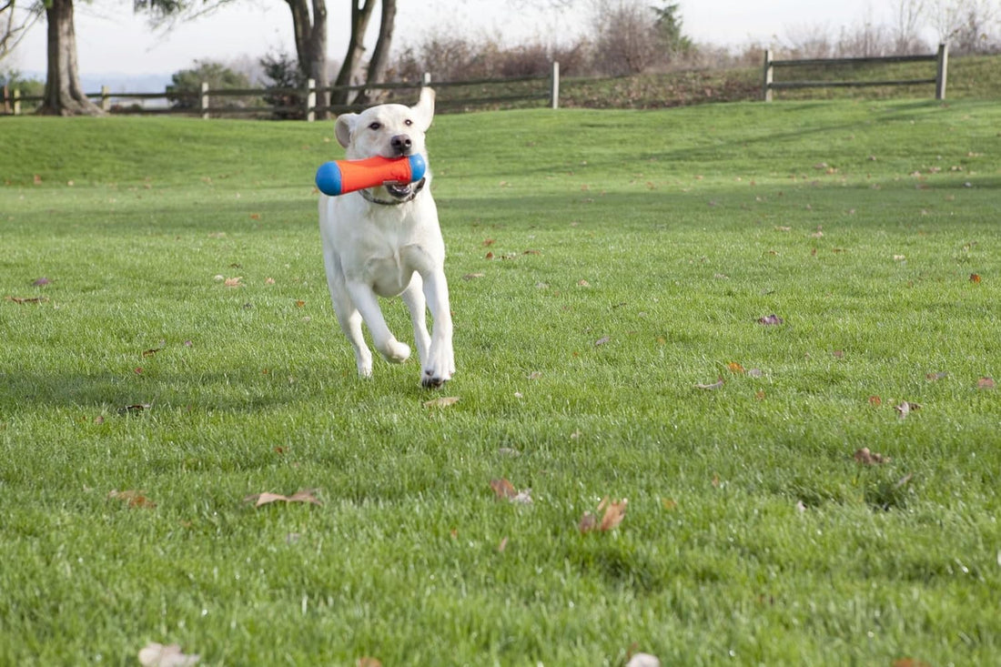Chuckit! Amphibious Tumble Bumper Dog Toy, Floats on water,Large