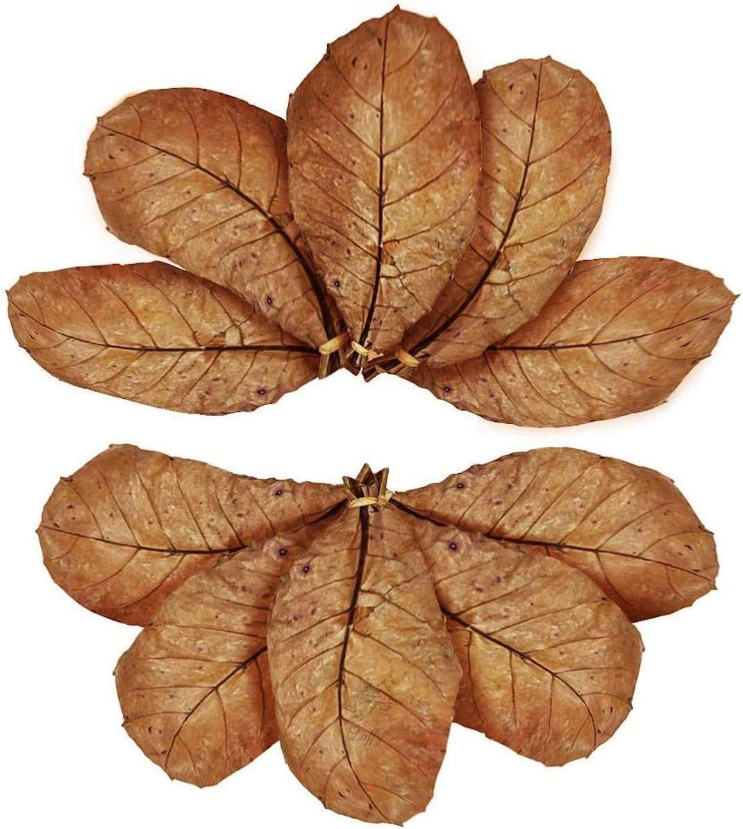 SunGrow 10 Pack Axolotl Indian Almond Leaves for Aquarium, 5-Inches