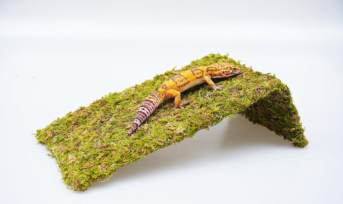 Reptile Moss Climbing Wall for Leopard Gecko