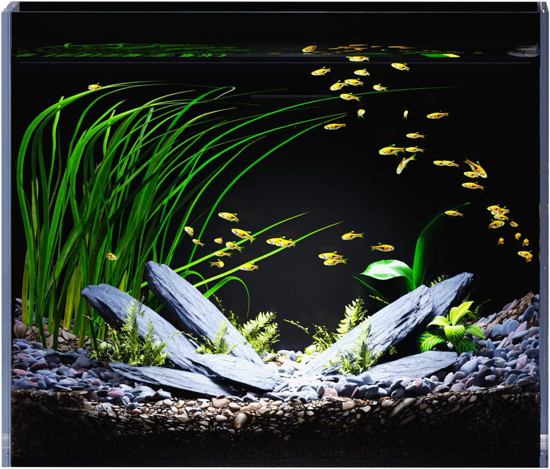 5 Gallon Fish Tank Aquarium Starter Kit with Filter Light Lid Rimless