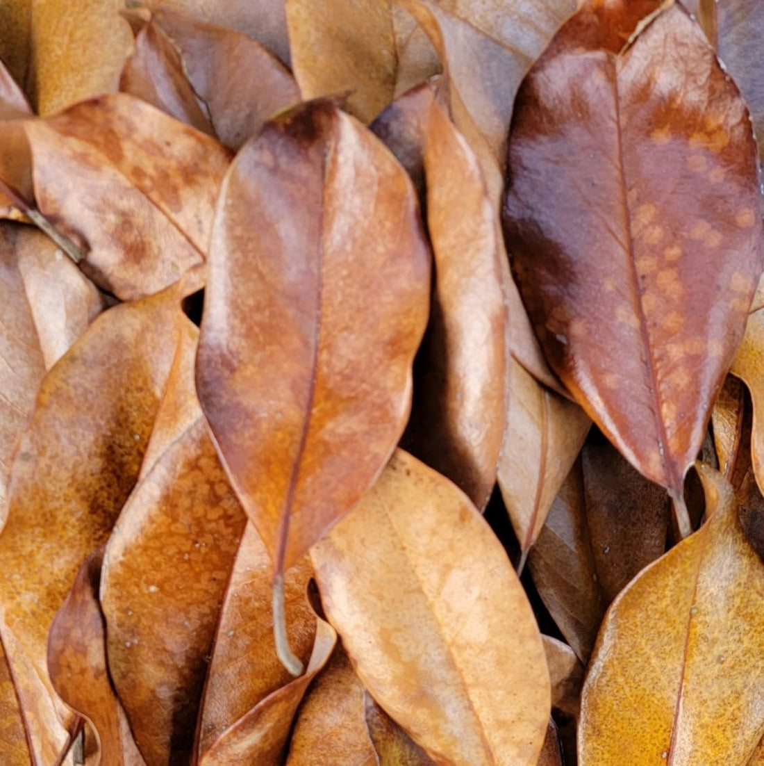 Magnolia Leaf Litter, 30-35 Leaves