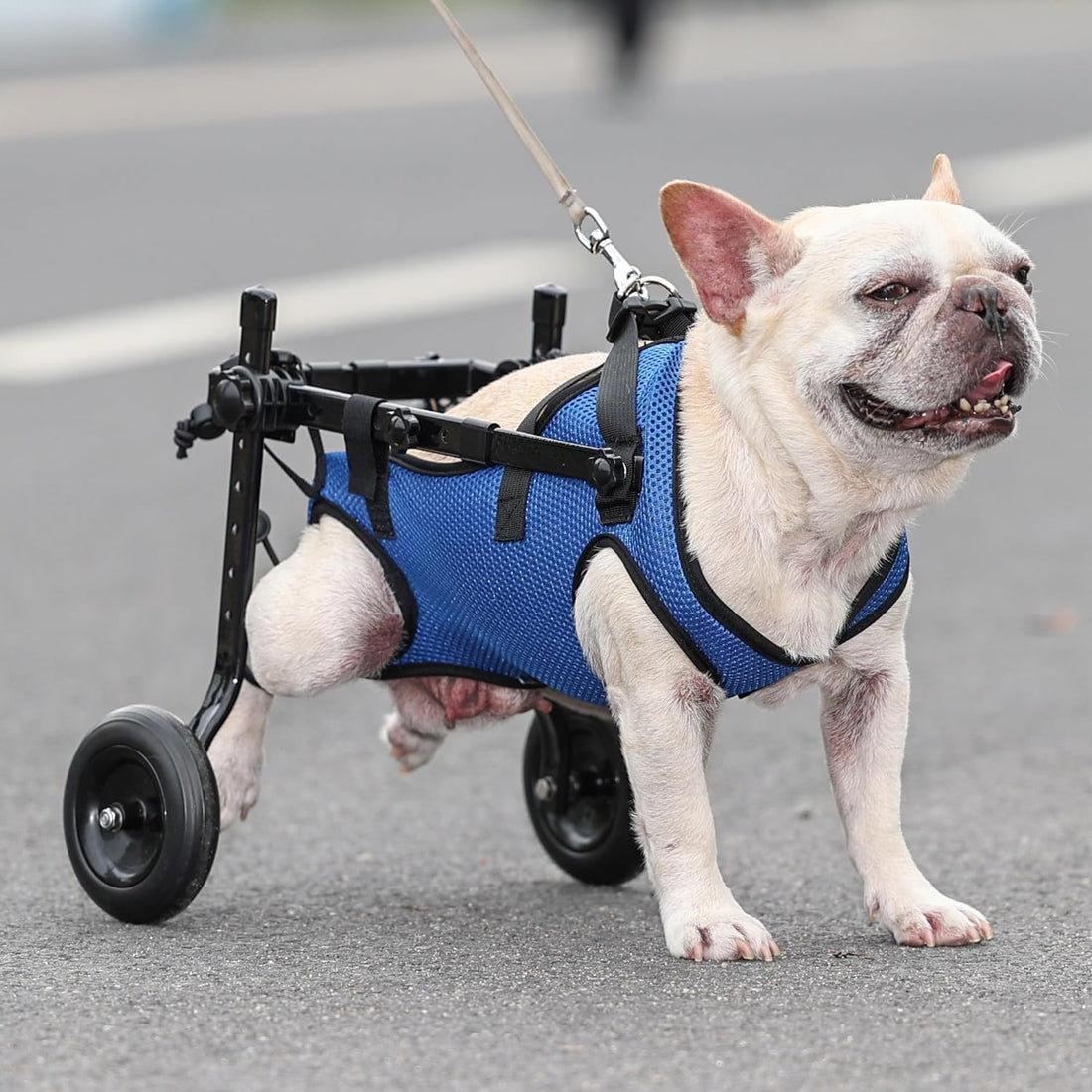 Dog Wheelchair for Back Legs, Adjustable Support for Small Dogs, M