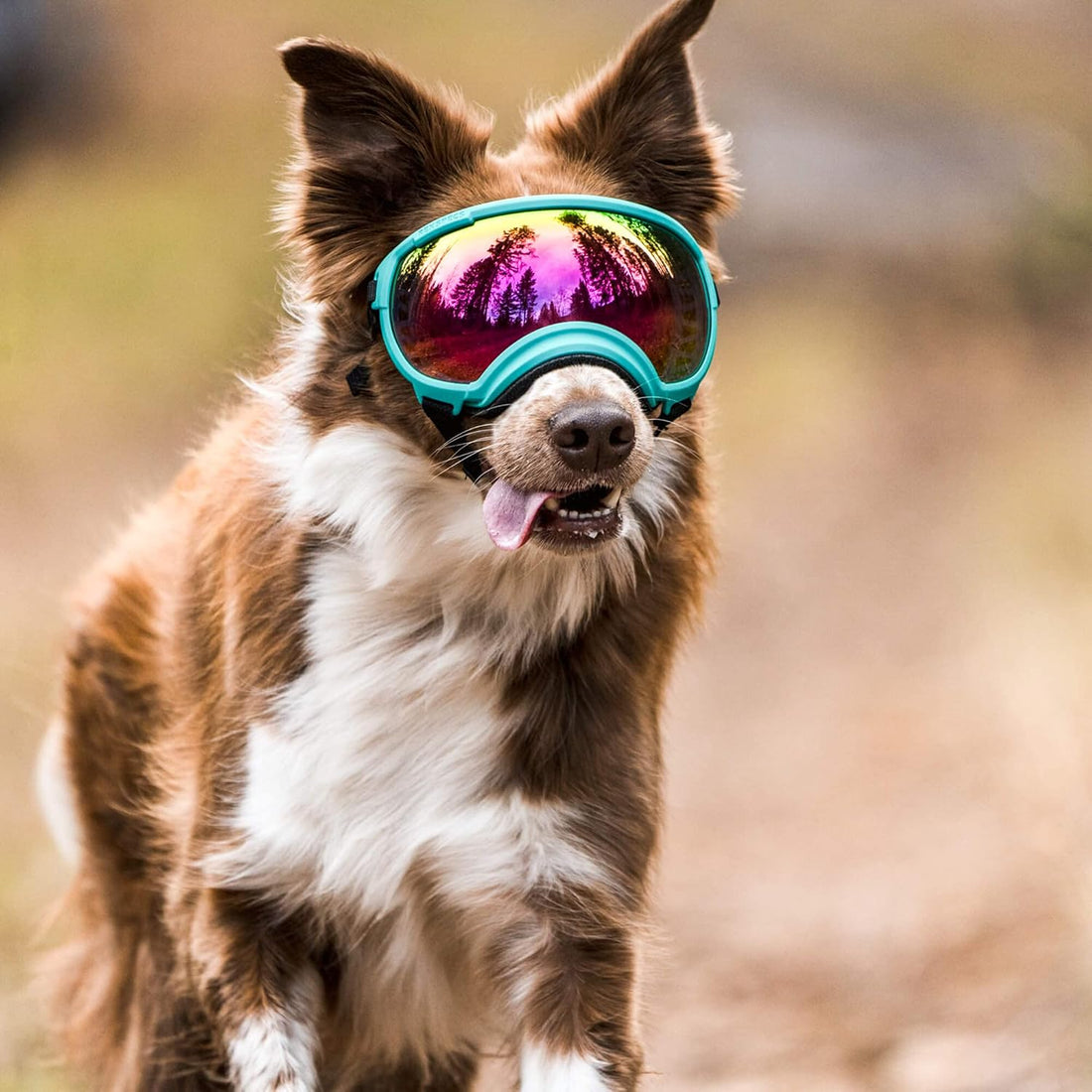 Rex Specs V2 Dog Goggles