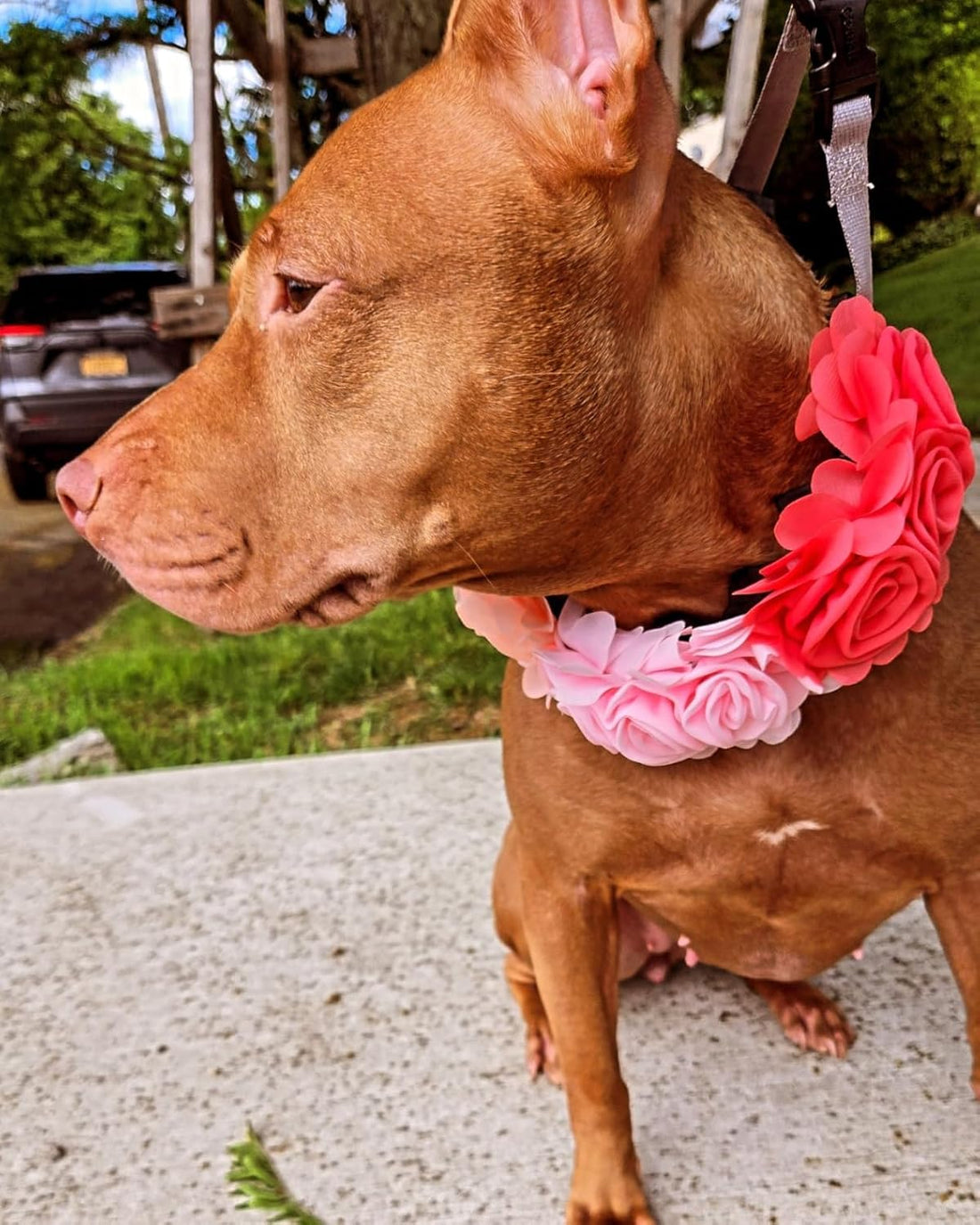 4PCS Dog Collar Flower Pink Attachment Bow Slider Charm for Large Dog