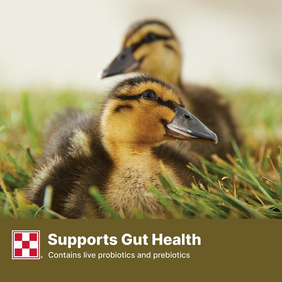 Purina | Nutritionally Complete Duck Feed for All Life-Stages