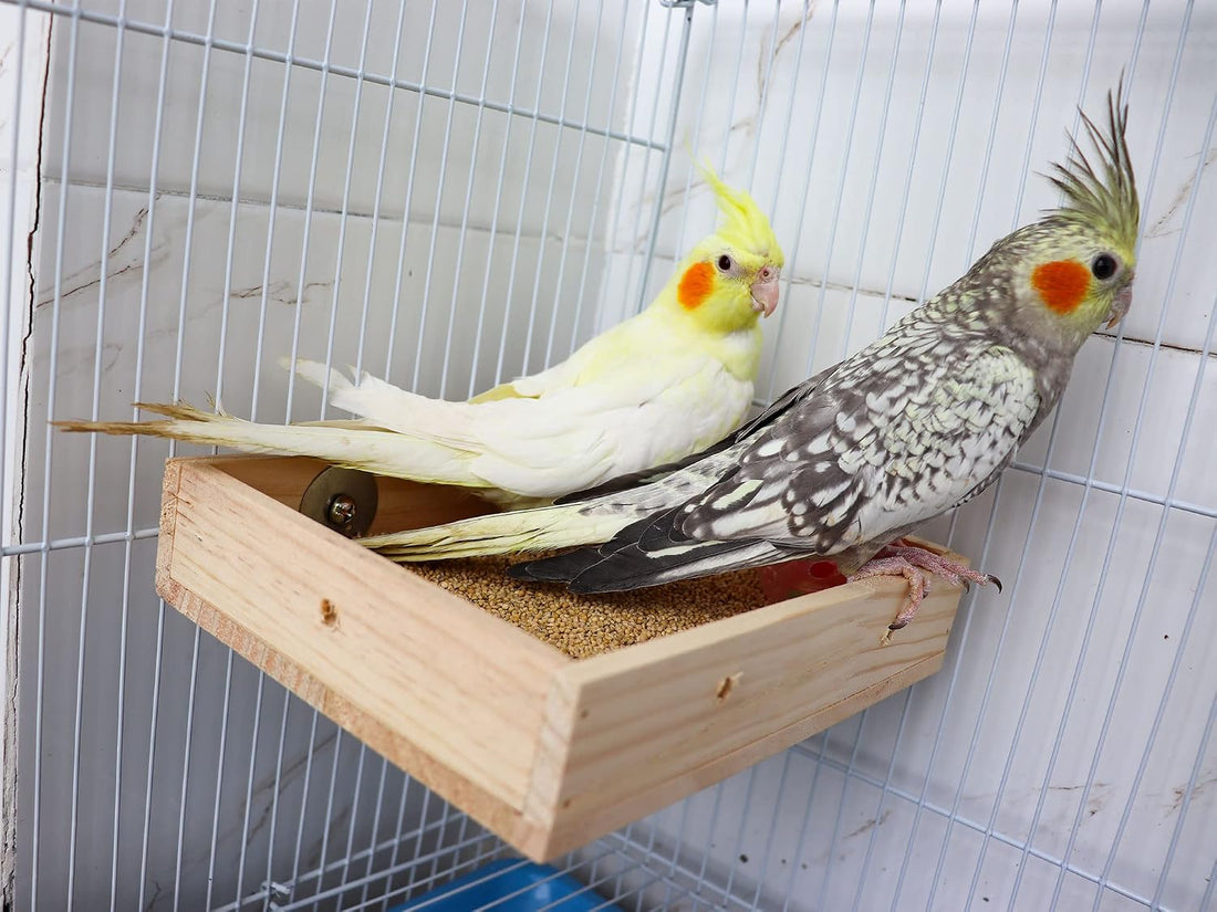 Bird Feeding Cups, Natural Wooden Parrot Perch Stand, Birds Food Dish