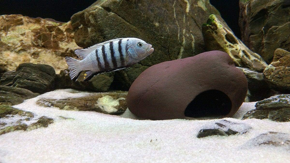 Plecoceramics Cichlid Stone Decoration - Aquarium cave for Cichlids