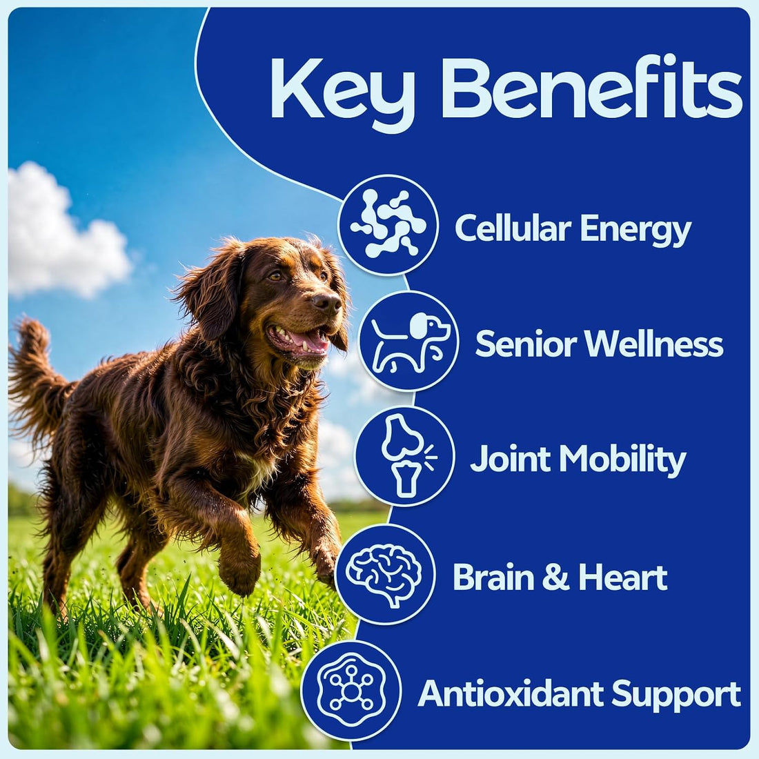 NAD+ for Senior Dogs Longevity Powder with CoQ10 + NR 150mg + NMN 75mg