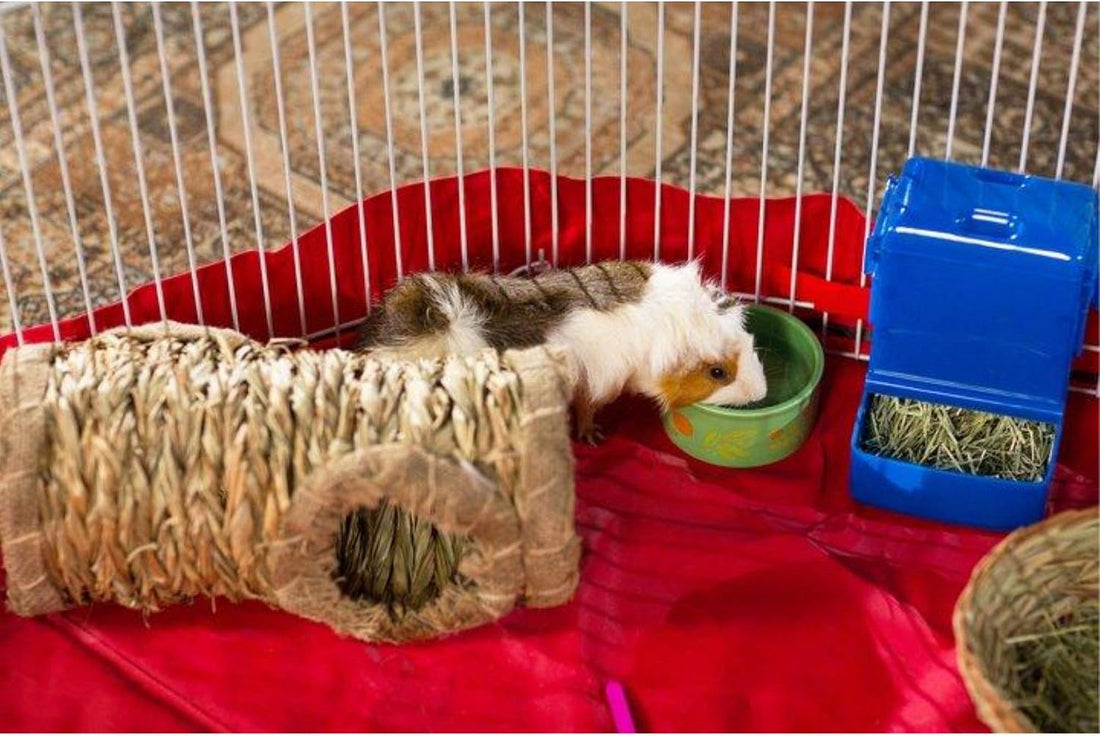 Prevue Pet Products Playpen Cover, Protects Floors & Carpets - Green