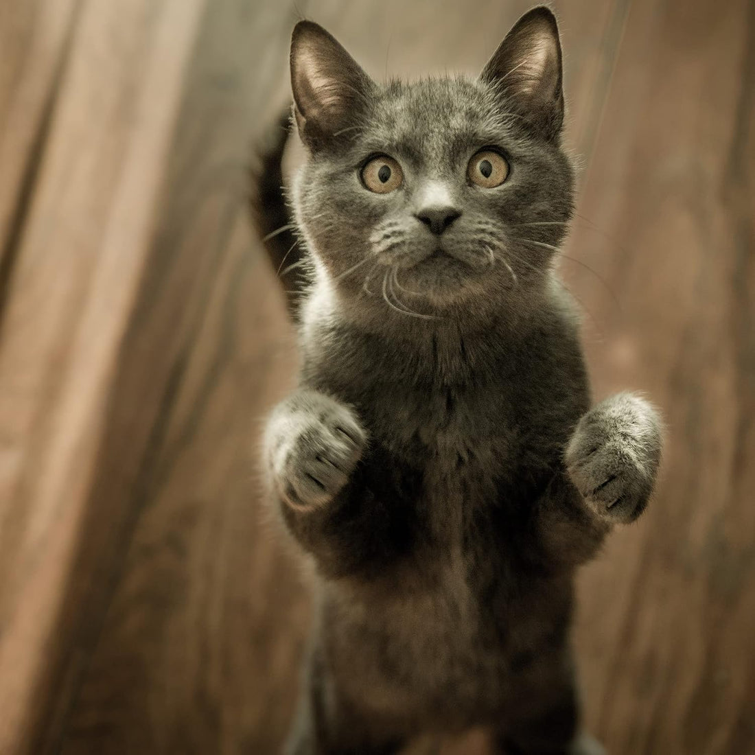 Synacore Feline - All Natural Formula to Provide Immune Support