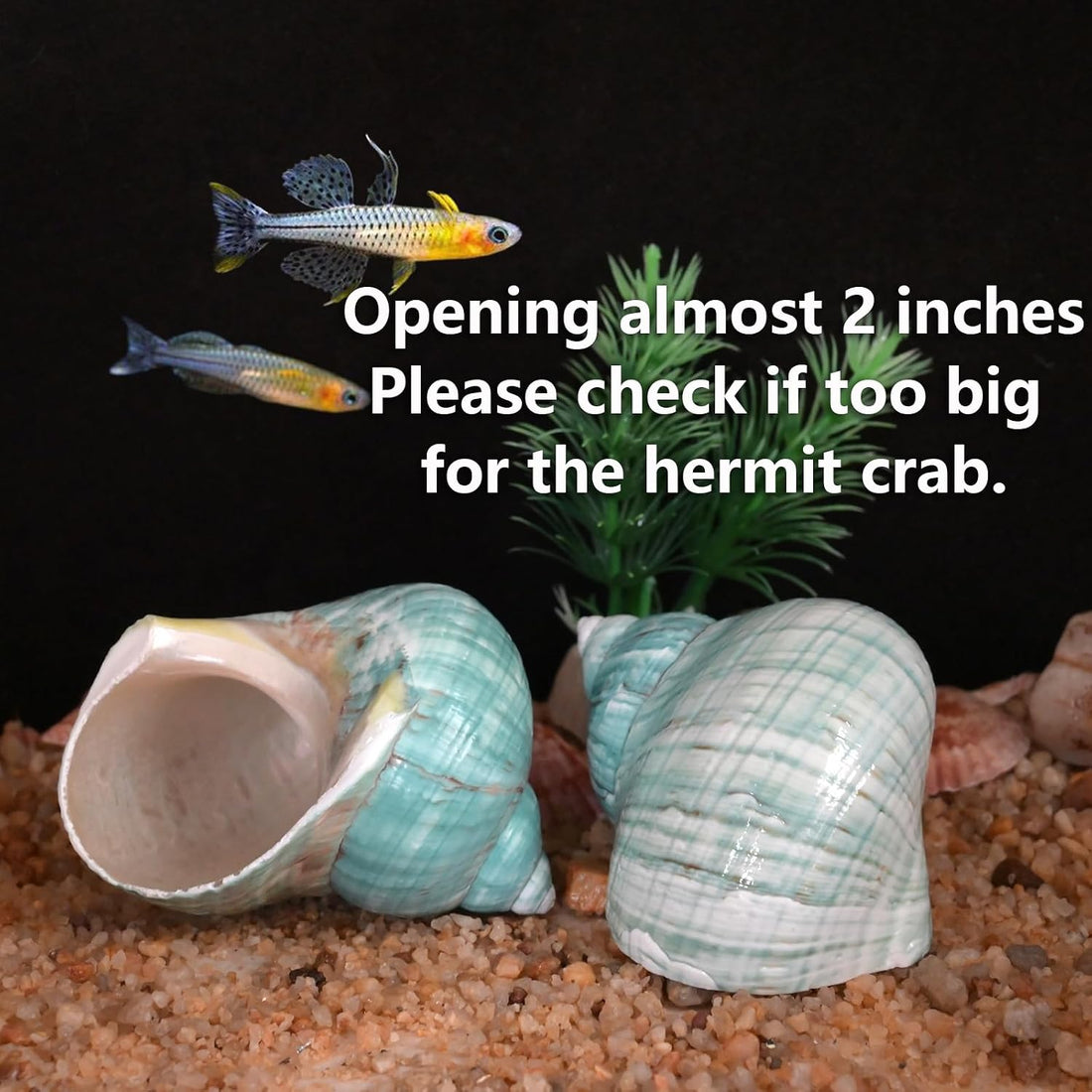 2pcs Large Hermit Crab Shells, Turbo Seashell, Teal Green Conch, L+XL