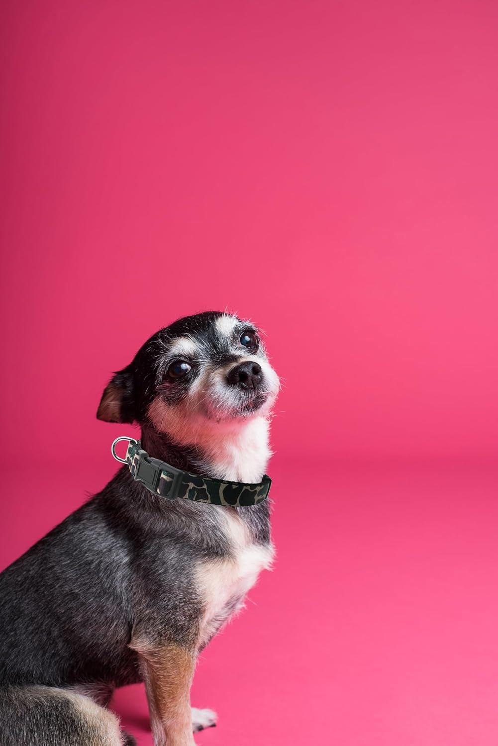 Dog Collar, Cute Camouflage Pattern