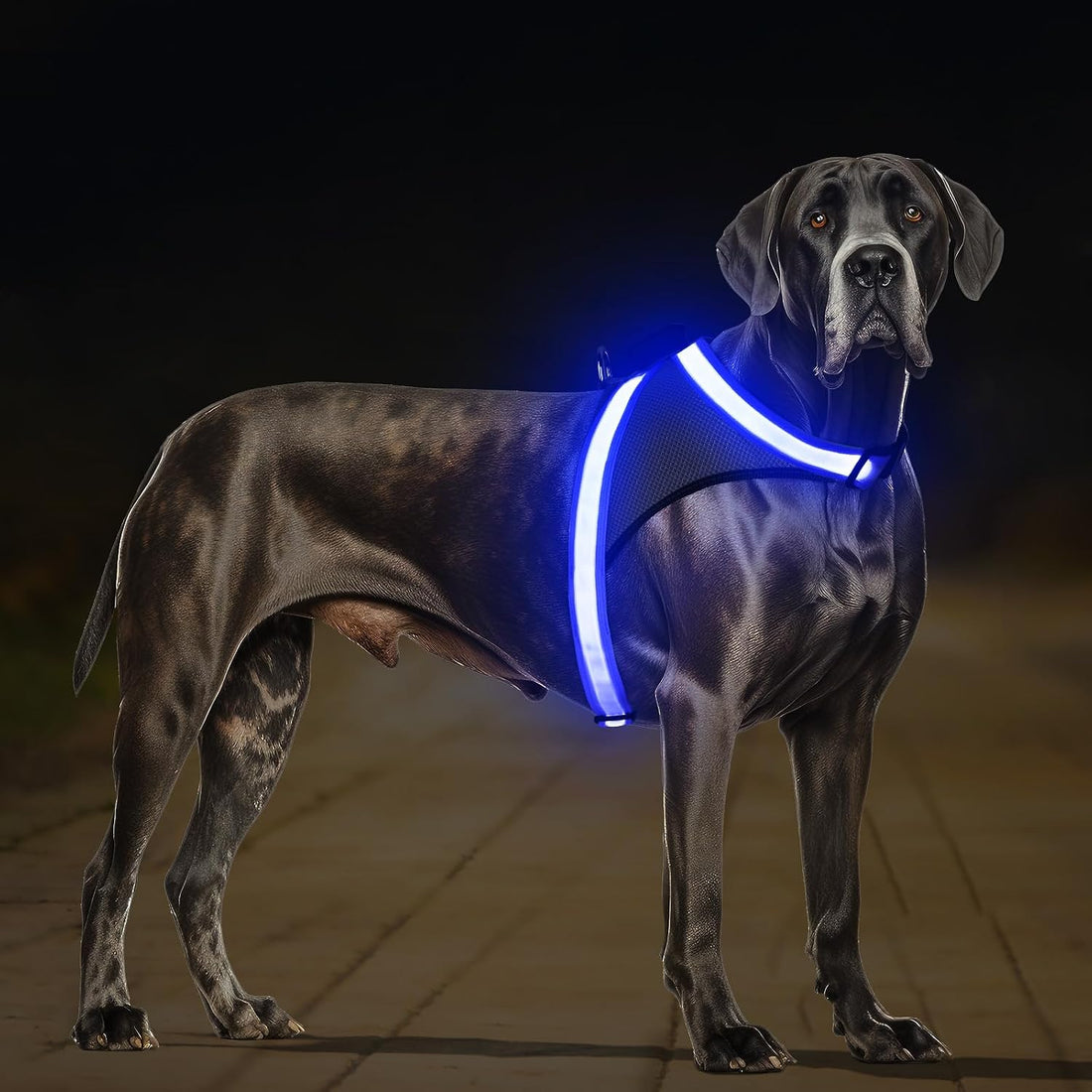 ChalkLit Light Up Dog Harness