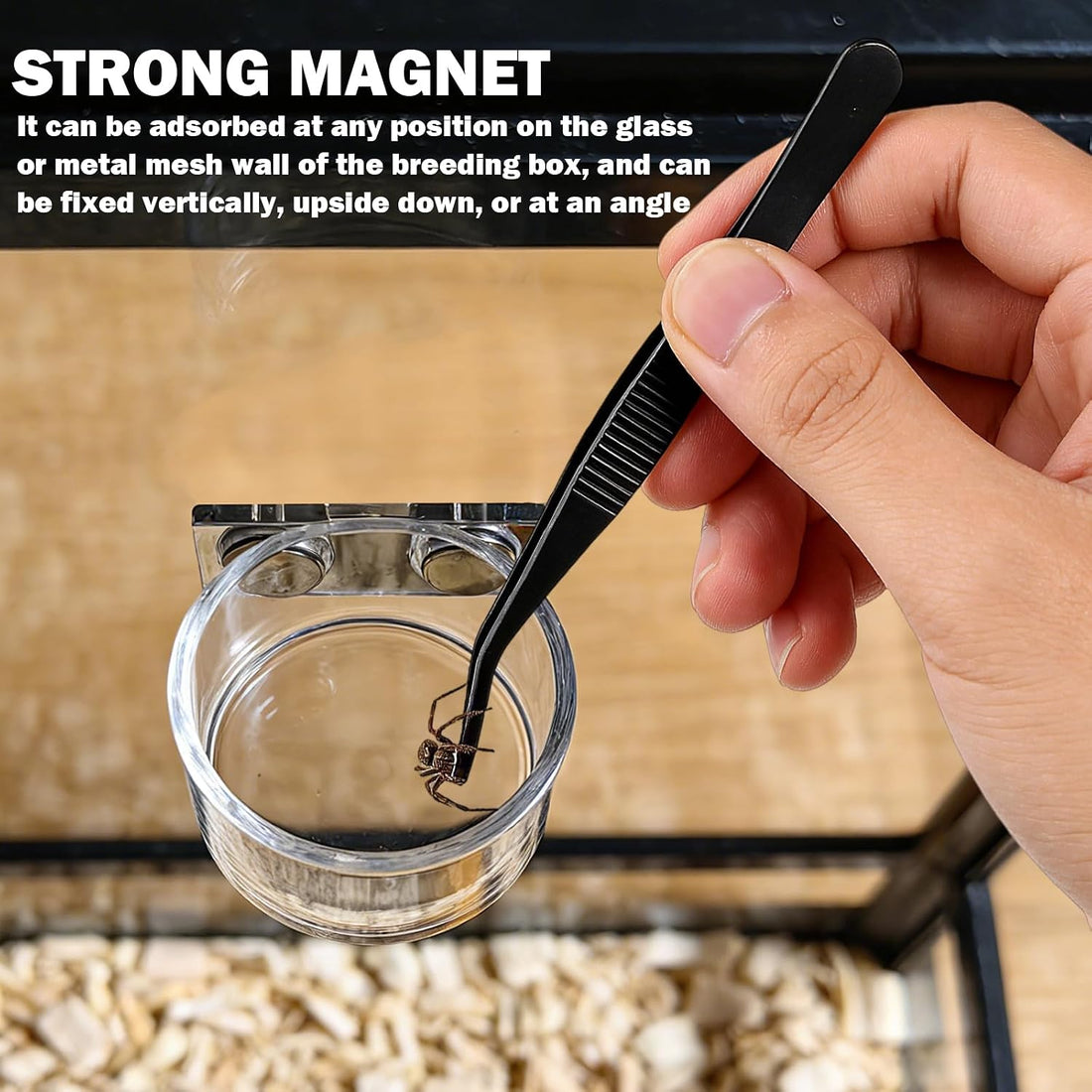 Jumping Spider Feeding Dish 1 Pack Magnetic Water Bowl with Tweezers