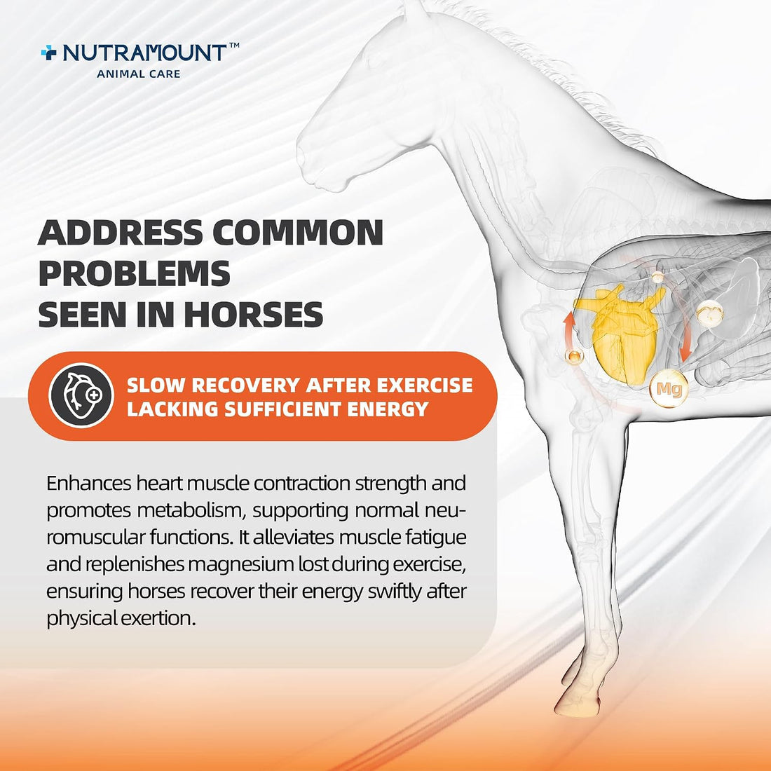 Horse Taurine Supplement Powder for Performance & Nerve Support