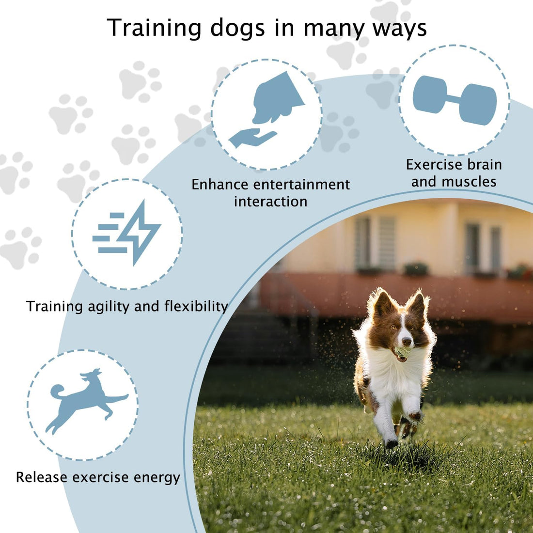 TNZMART Dog Agility Hurdle Cones Pet Jump Training Set Dog Agility