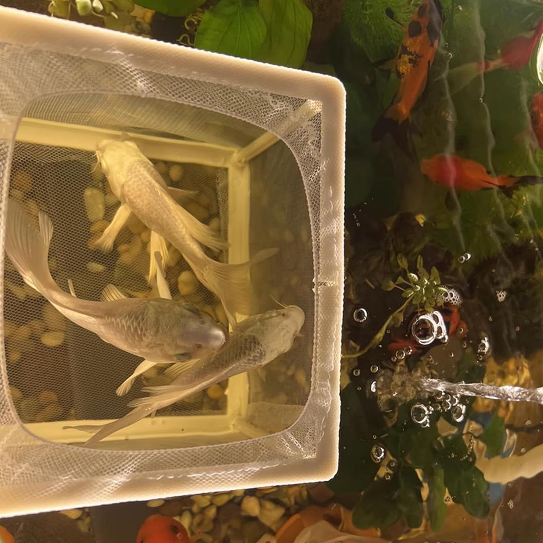 2 Pcs Fish Breeder Incubator Mesh Box