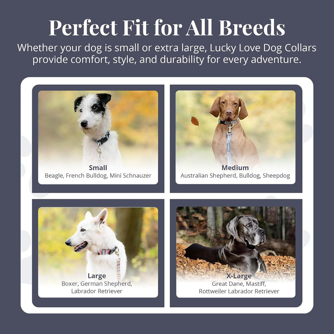 Lucky Love Dog Martingale Collar for Medium Dogs Cute – Blackbird