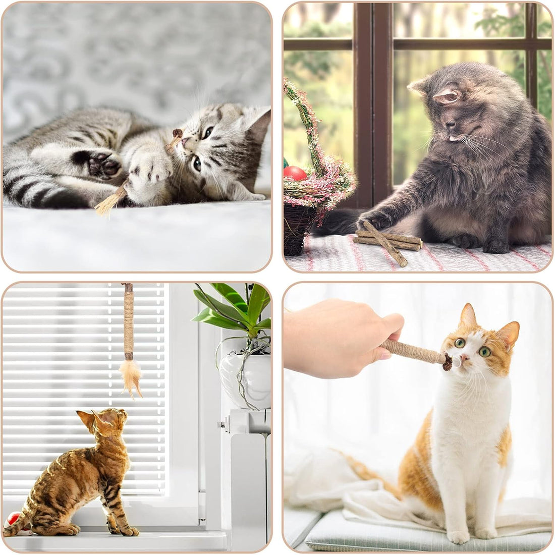 Bissap 10 PCS Silvervine Chew Sticks for Cats