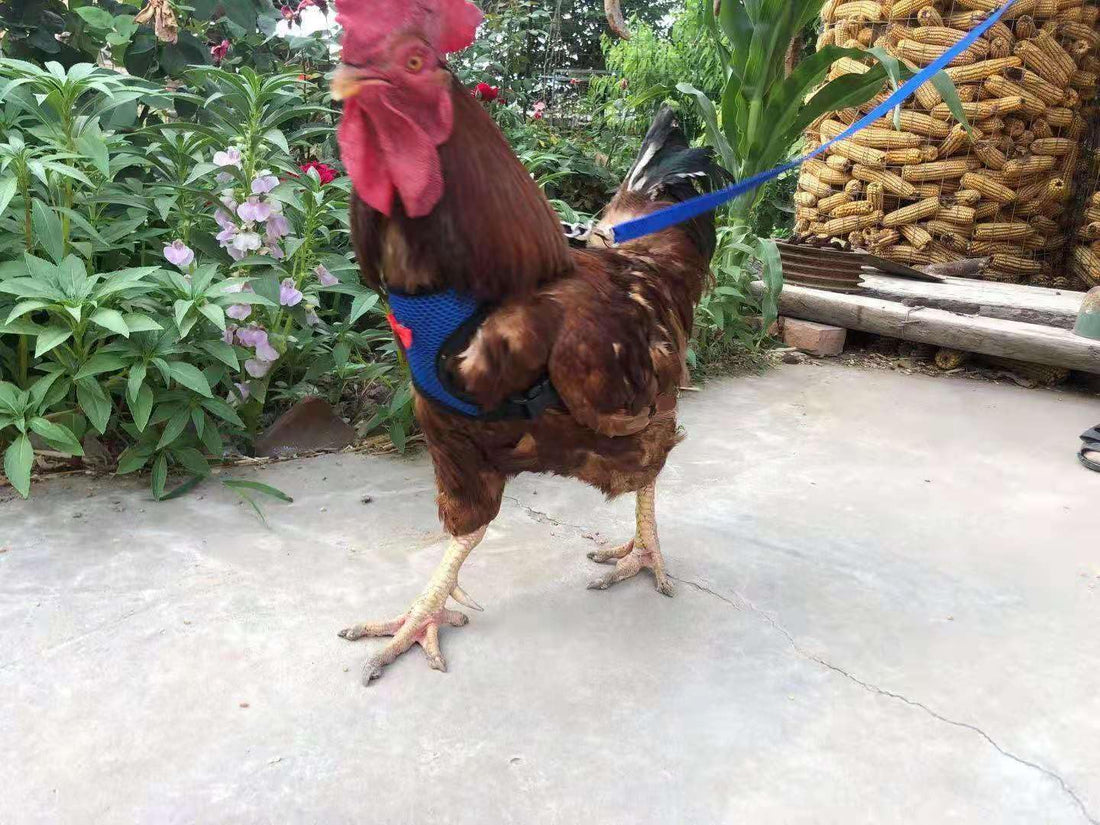 Adjustable Chicken Harness and Leash