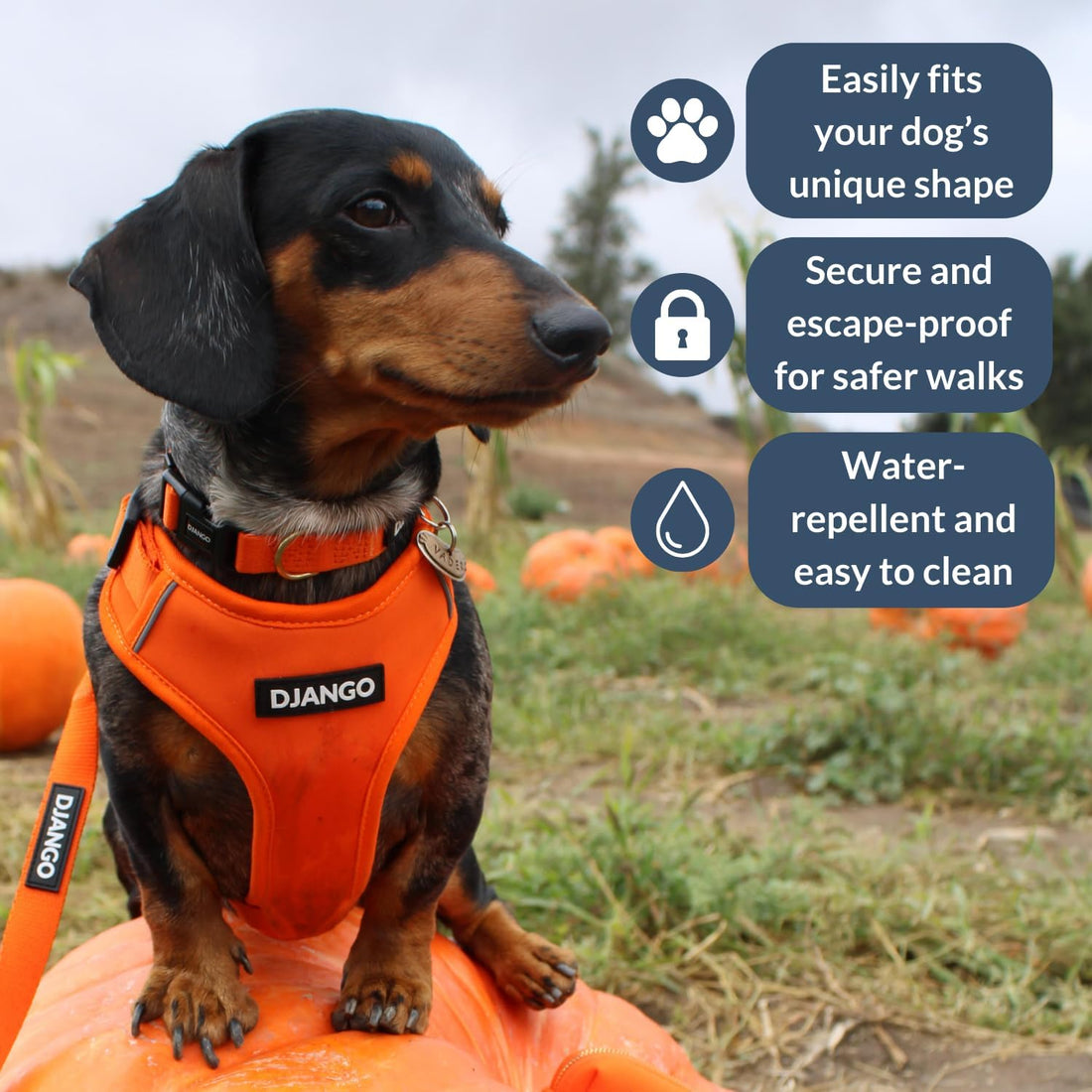 DJANGO Adventure Dog Harness - Padded & Adjustable